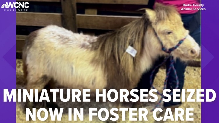 49 miniature horses seized in NC are now in foster homes