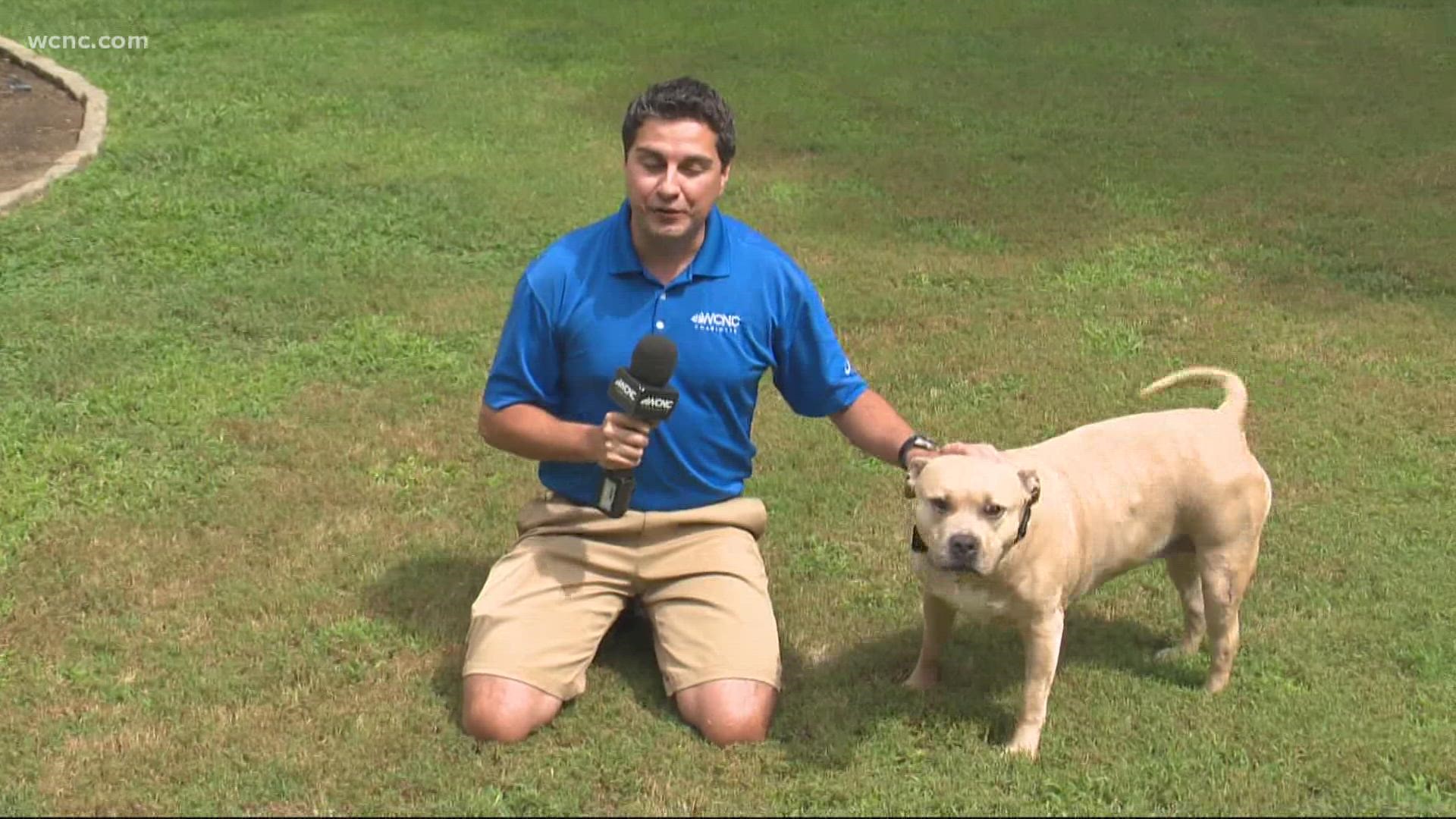 WCNC Charlotte's Chris Mulcahy's shares his Clear the Shelters dog adoption story.