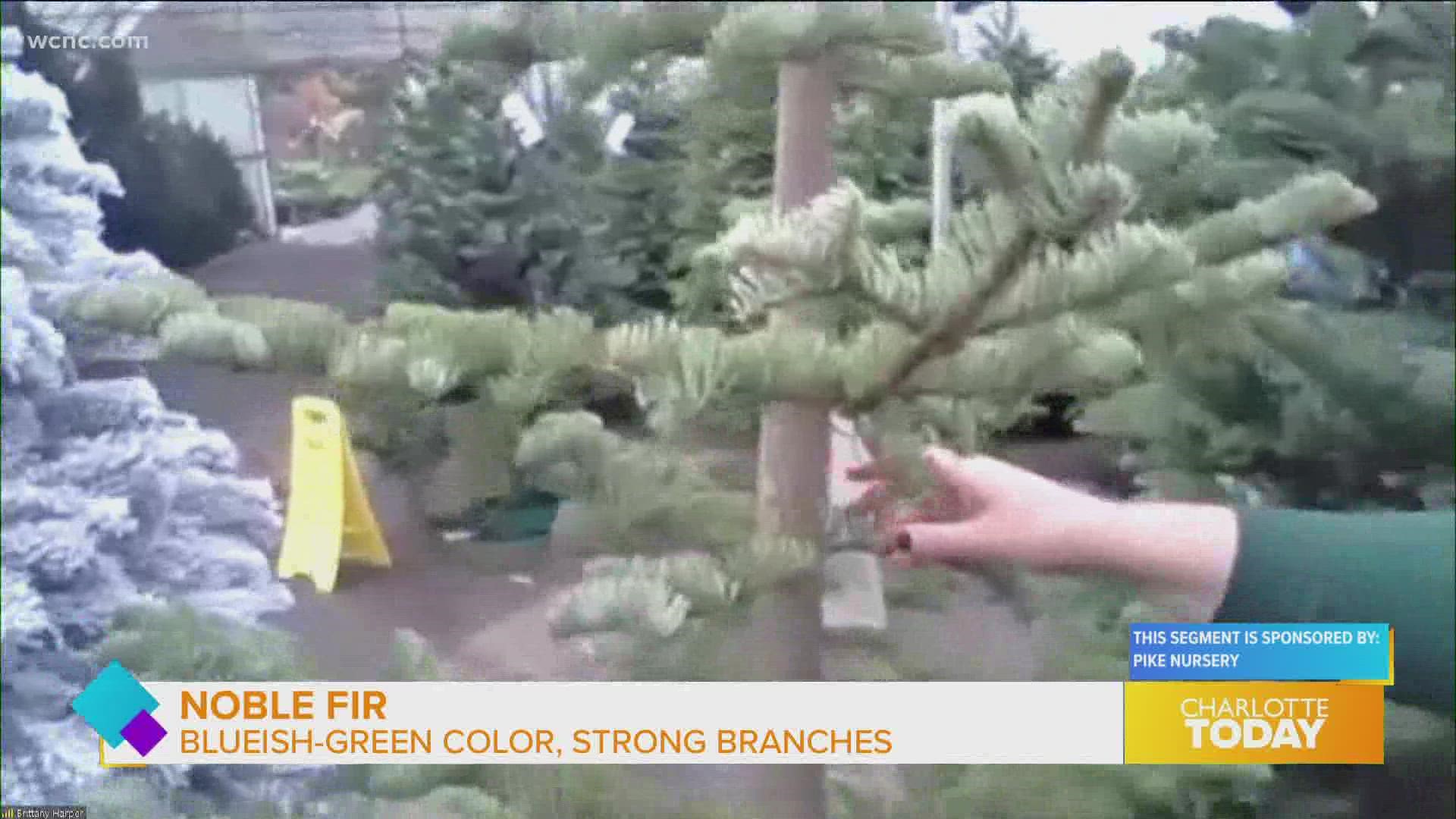 Pike Nursery also shares ways to care for your tree