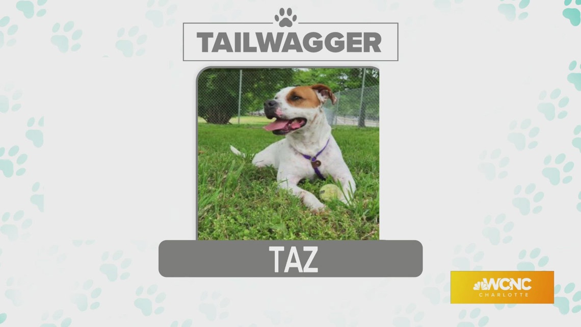 Taz is today’s Tuesday Tailwagger – sponsored by Hughes Flooring Inc., and Mohawk Pet Premier