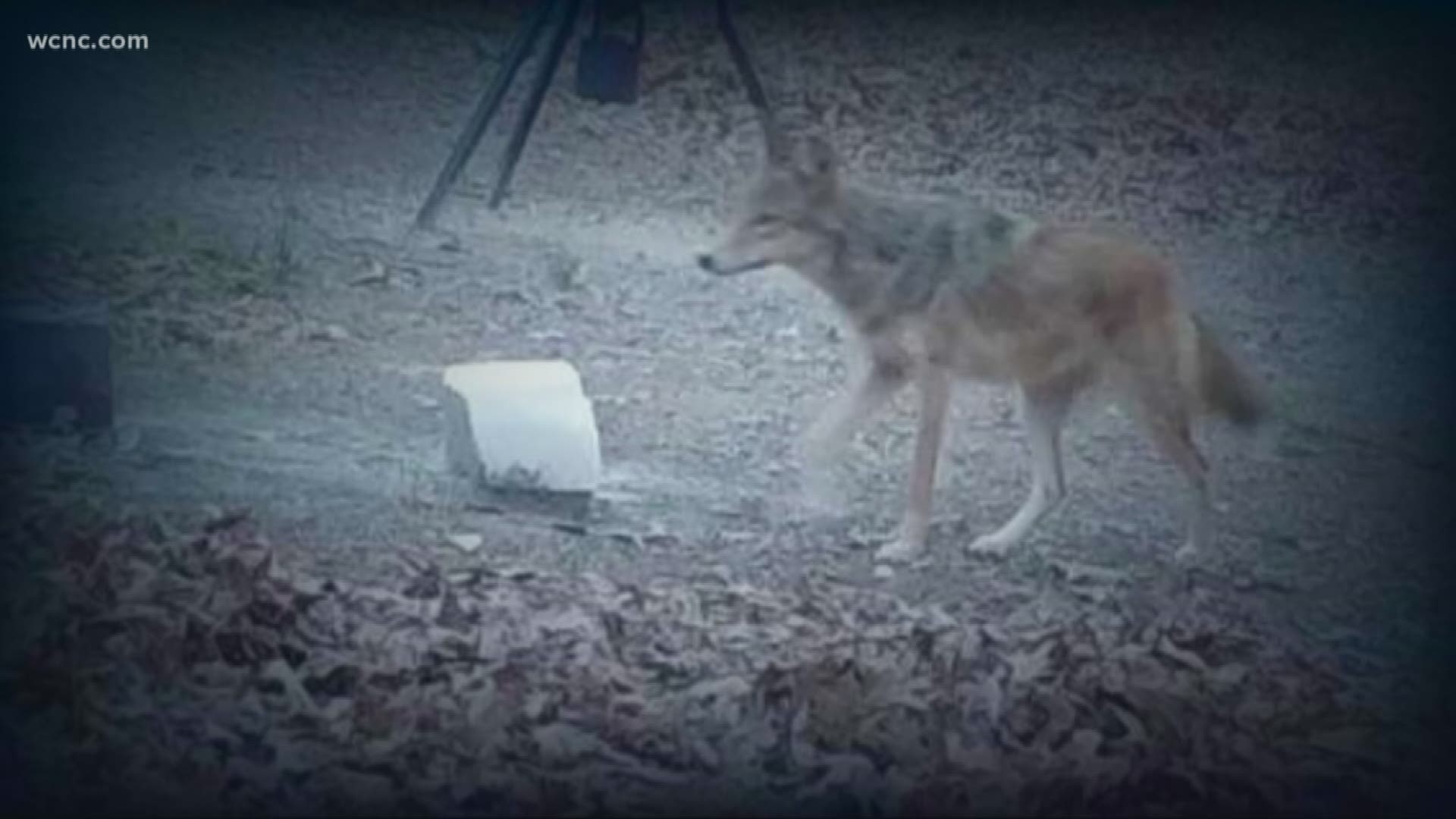 With coyote sightings on the rise in the Charlotte area, experts say they can be found virtually anywhere.
