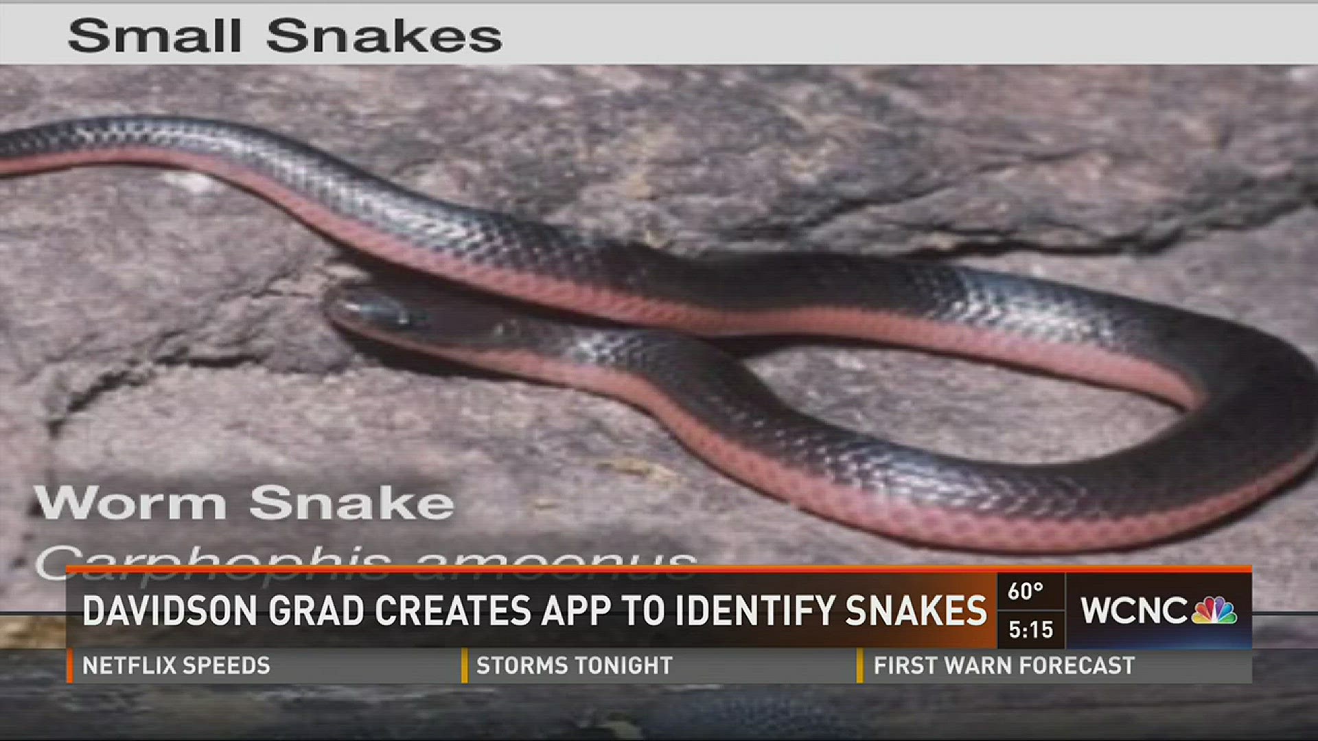 A new app created by a Davidson graduate is designed to help you identify snakes you encounter across the state.