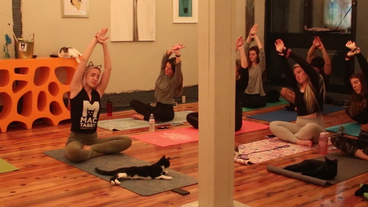 Cats on the mats: Charlotte cat café hosts weekly cat yoga