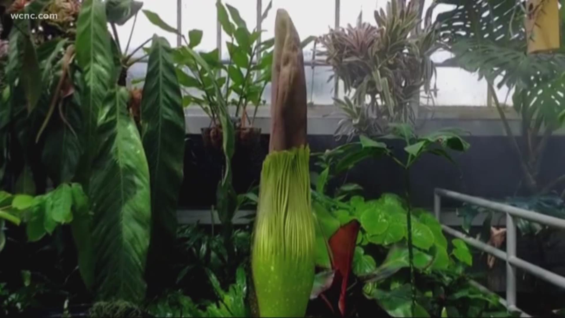 Jeff Gillman tells us about the corpse flower