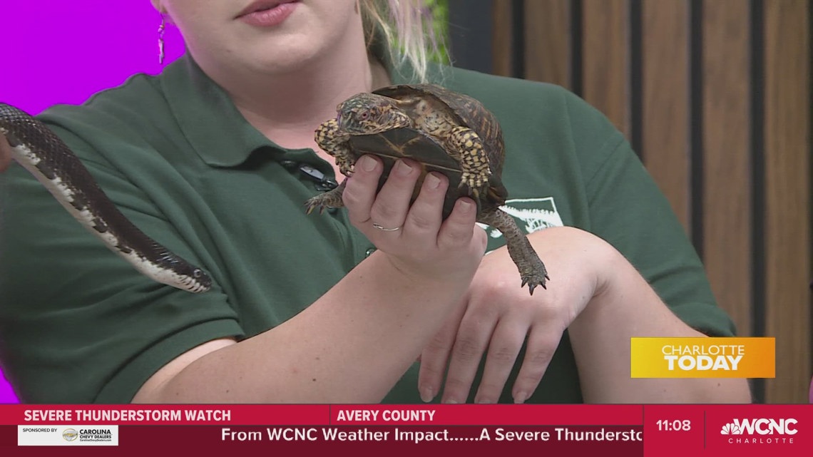 Reptile and Amphibian Events Draw Thousands Across US, UK This Weekend