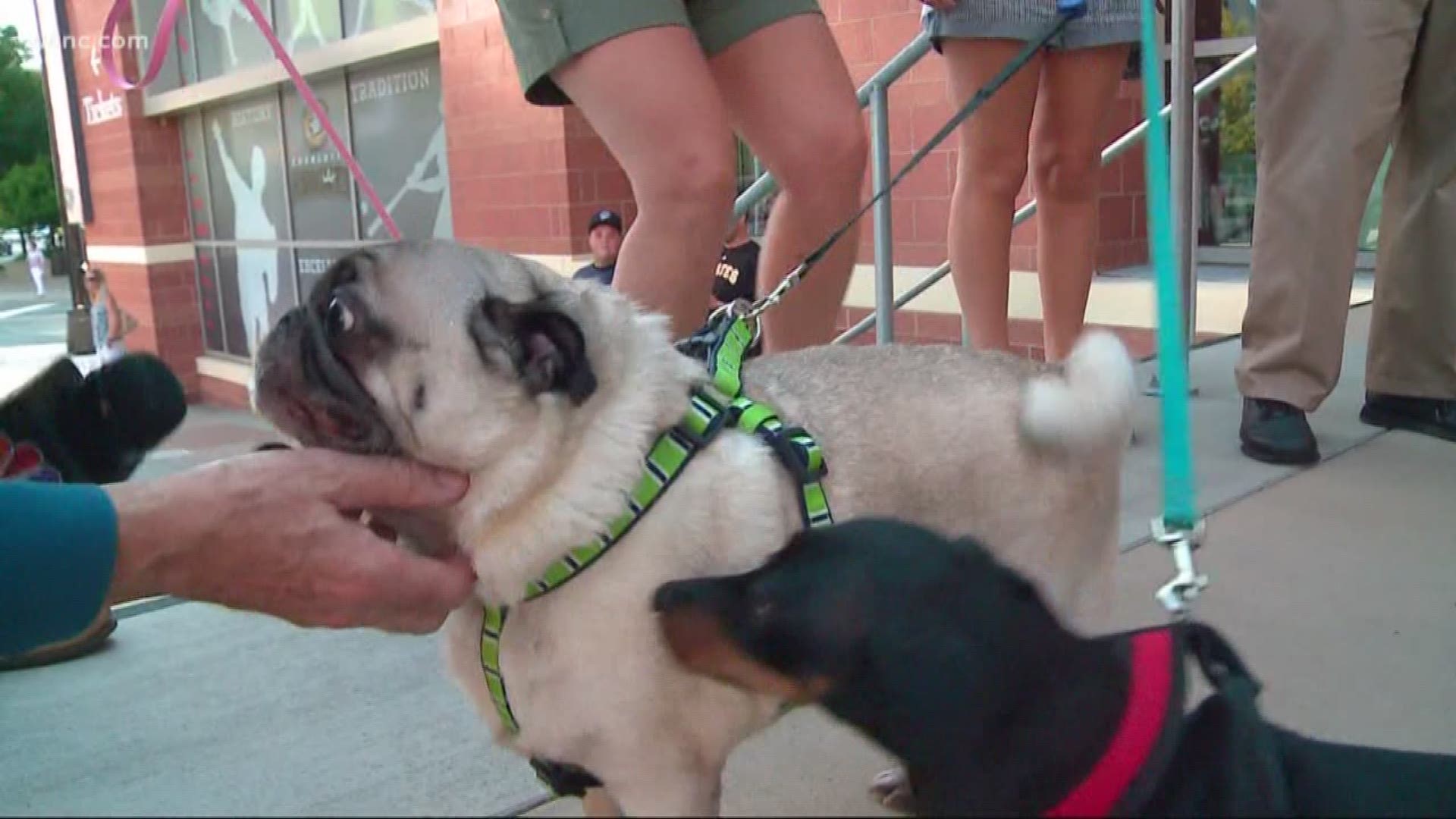 Charlotte Knights fans can bring their dogs to BB&T Ballpark for free Monday.