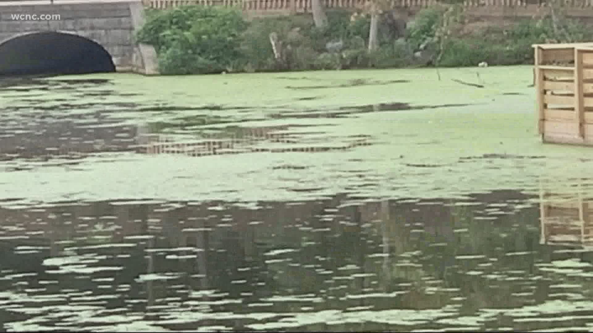 Two of the most frequently monitored parks in Mecklenburg County, Freedom Park and Park Road Park seeing Blue-green algae pop up