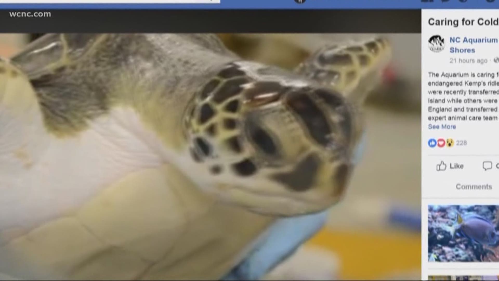 Dozens of NC sea turtles rescued from frigid waters 