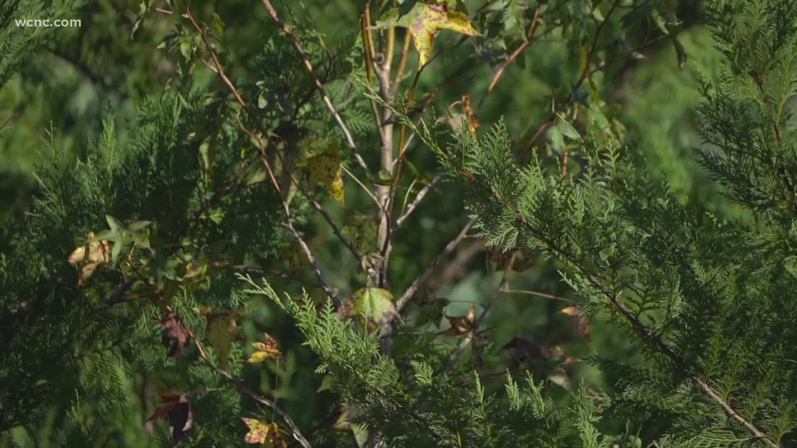 Beloved SC Christmas tree farm sells out of trees early