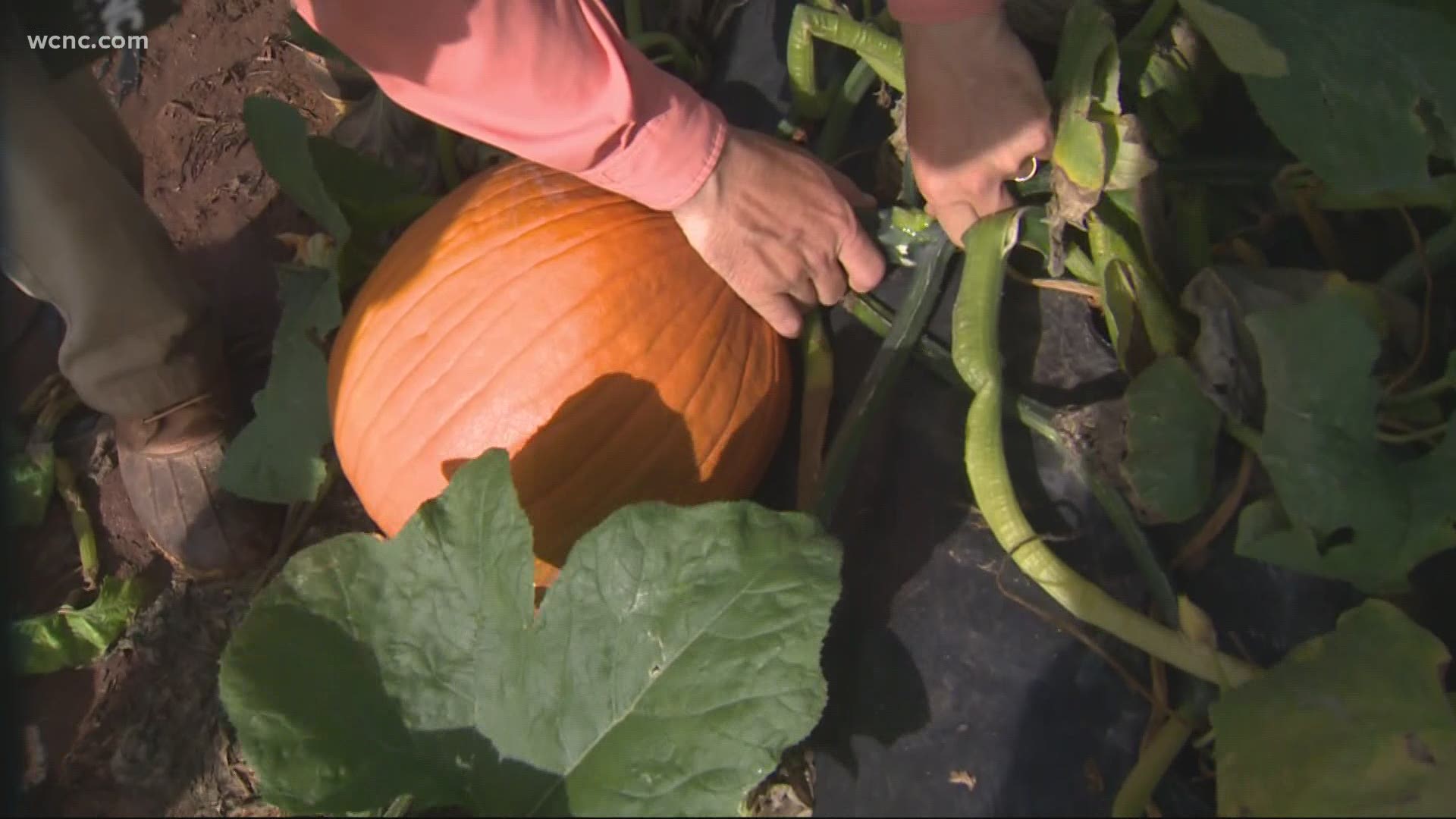 Looking for a fun, socially distant place to pick your pumpkins this fall season? Look for further.