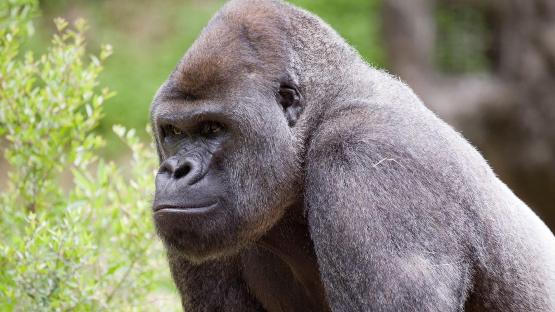 Sept. 24 is World Gorilla Day. Conservationists are working to save them and you can help by using your old cellphone.