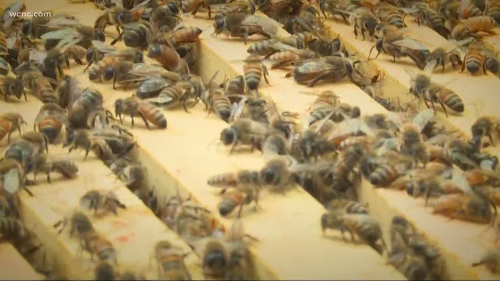 Beekeeper encouraged by swarm of bees