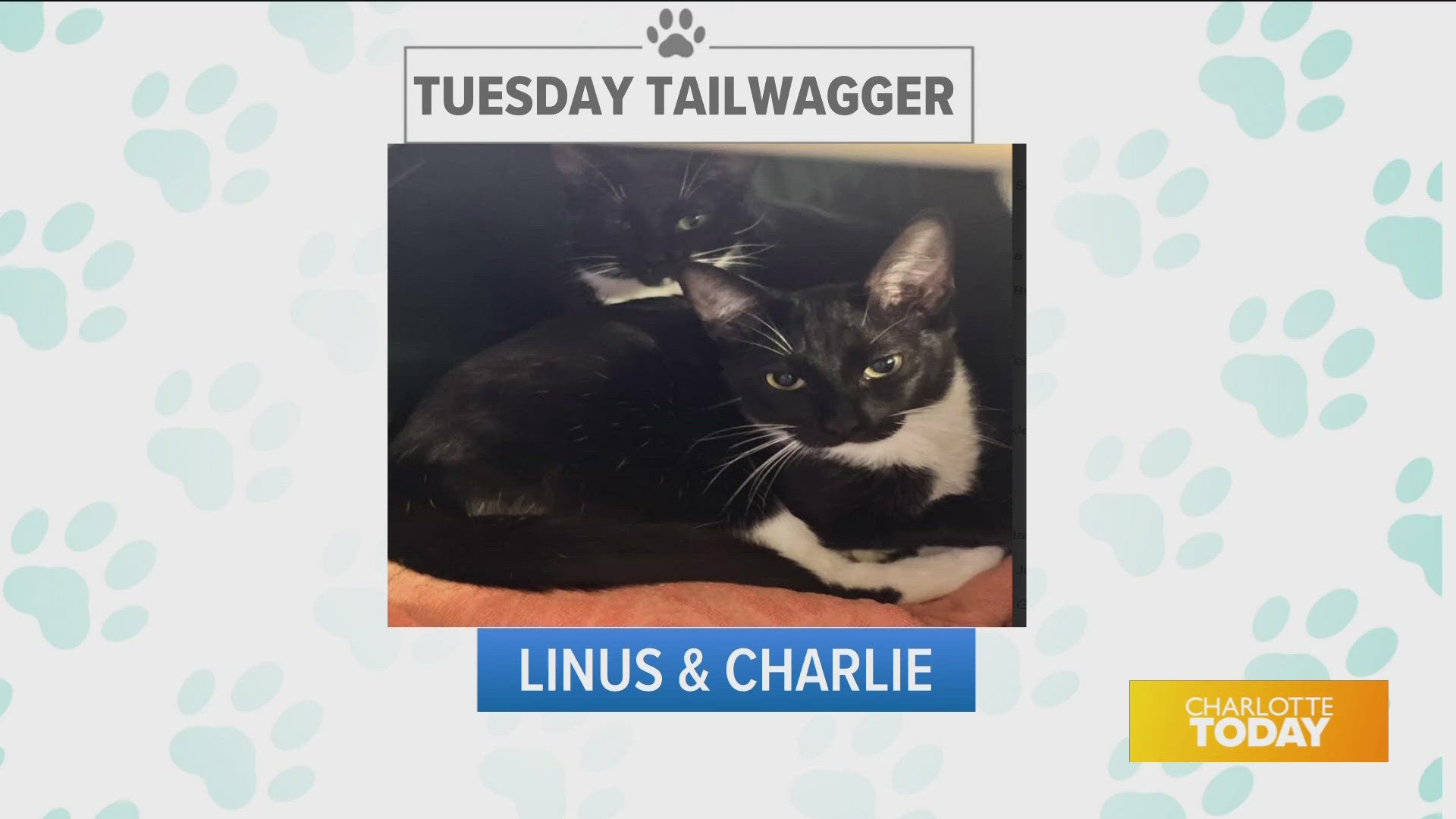 Double the fun...and double the love, when you adopt Linus & Charlie