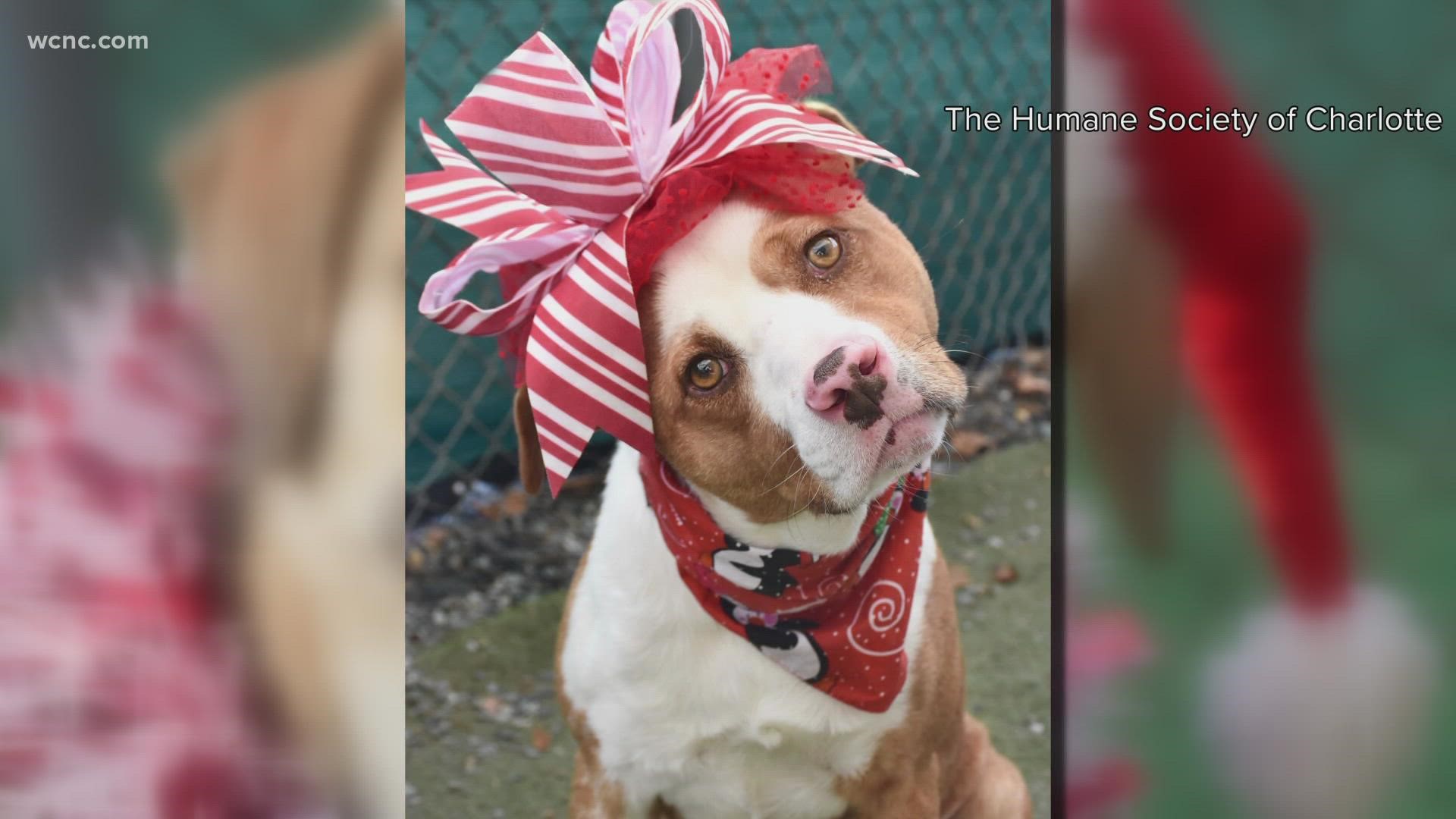 The Humane Society of Charlotte is working to find loving homes for pets this holiday season.
