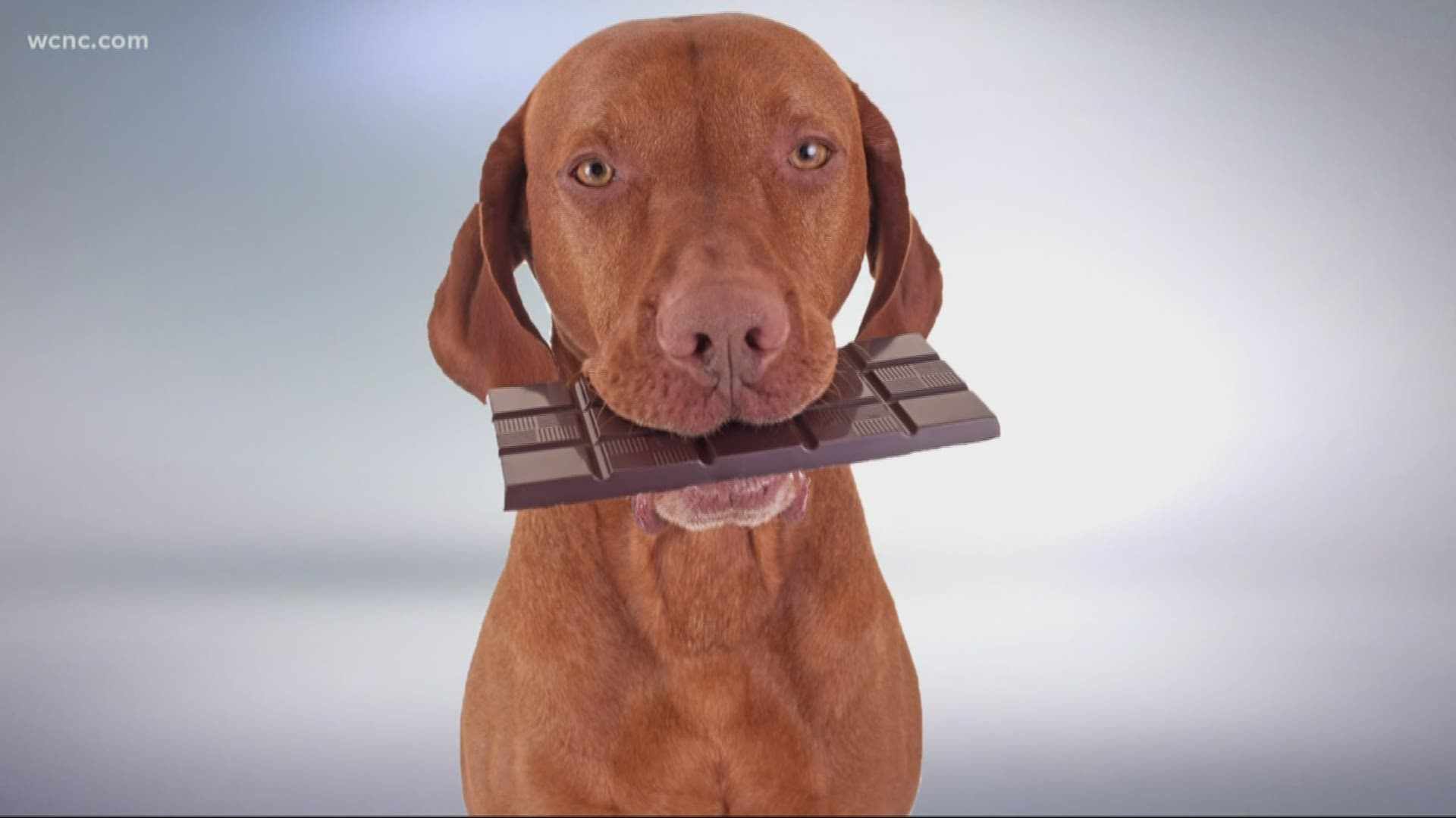 If you've got some chocolate left over from Valentine's Day, you probably know to not let your dog have any. But why are sweets so dangerous for man's best friend?