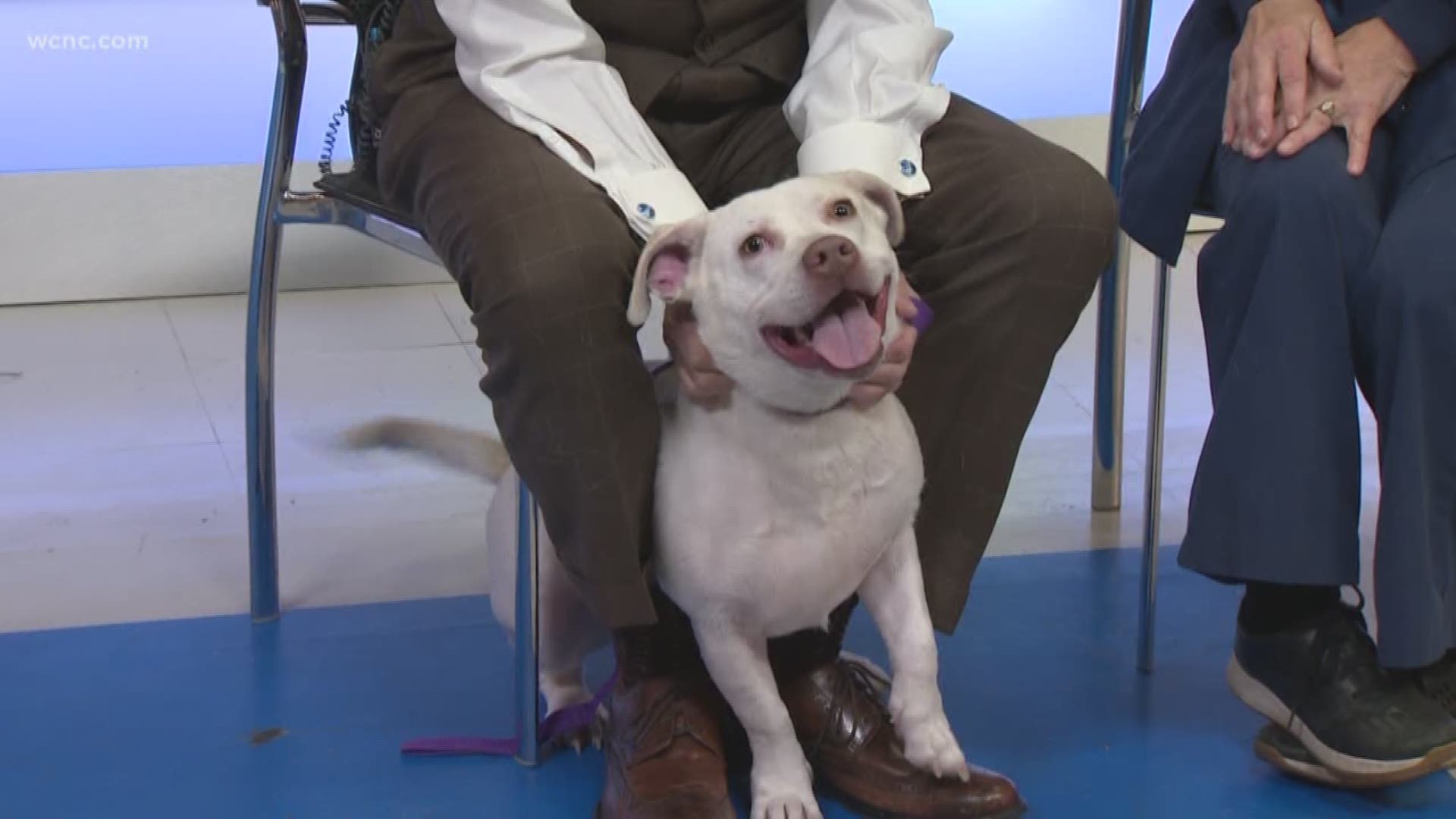 Check out this week’s adoptable pet from Charlotte’s Animal Care and Control.
