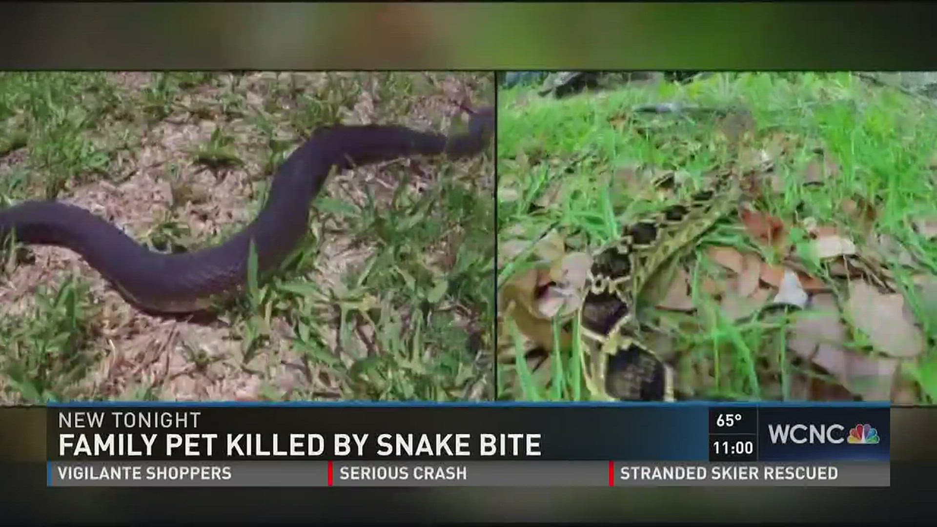 A family who lost their precious pet has a warning for everyone after their dog was attacked by a copperhead snake on their front porch.