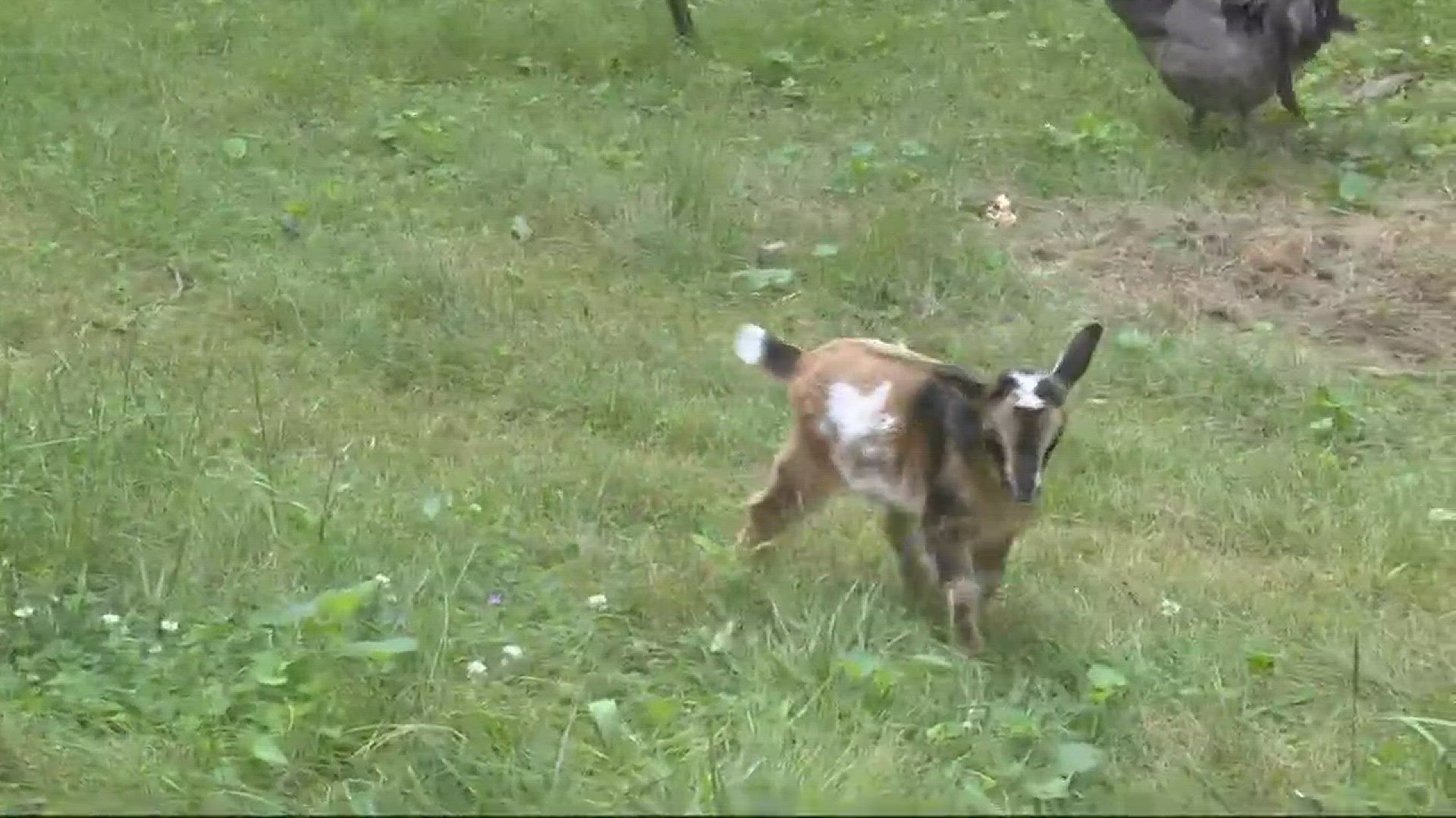 It's time to get rid of that lawnmower. A local farm specializes in renting out its goats to help trim overgrown yards.