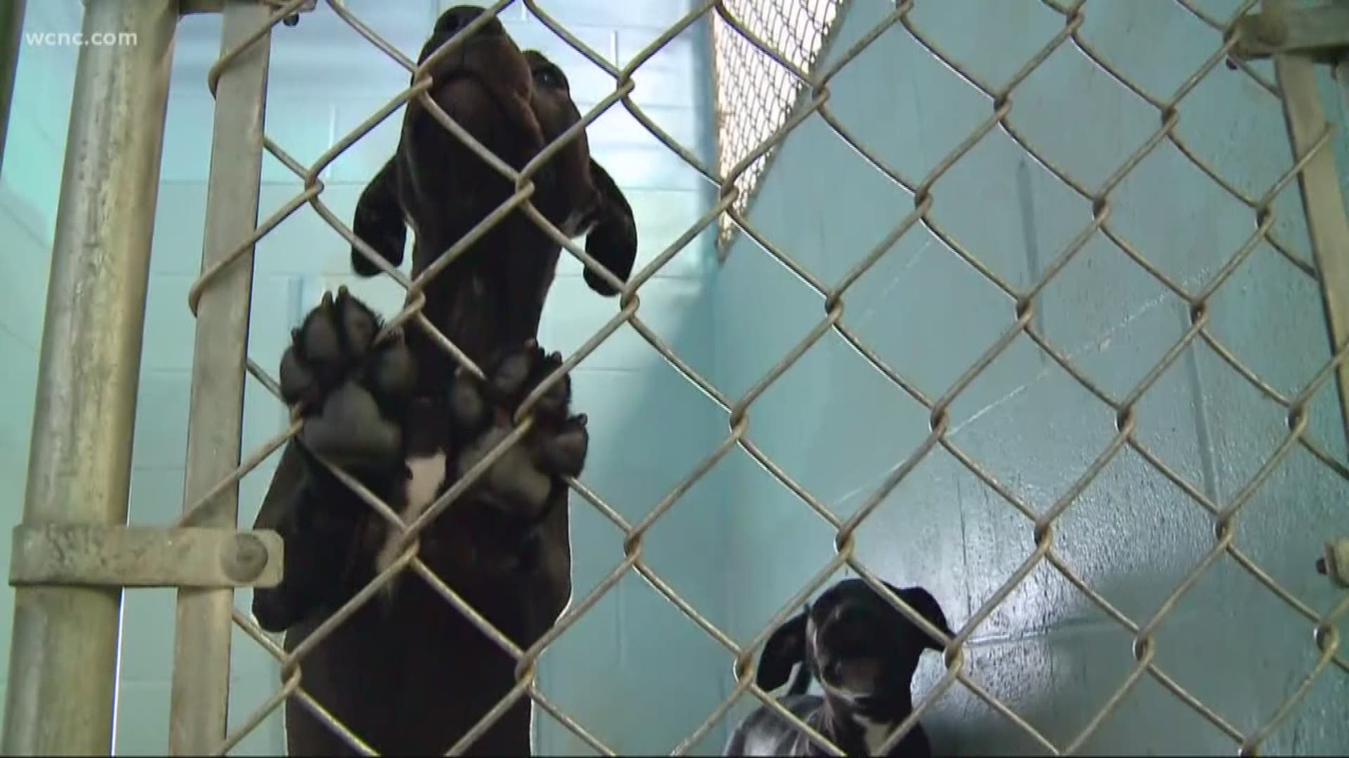 A proposed law in South Carolina could make it a lot harder for animal abusers to own another pet, at least for a few years.