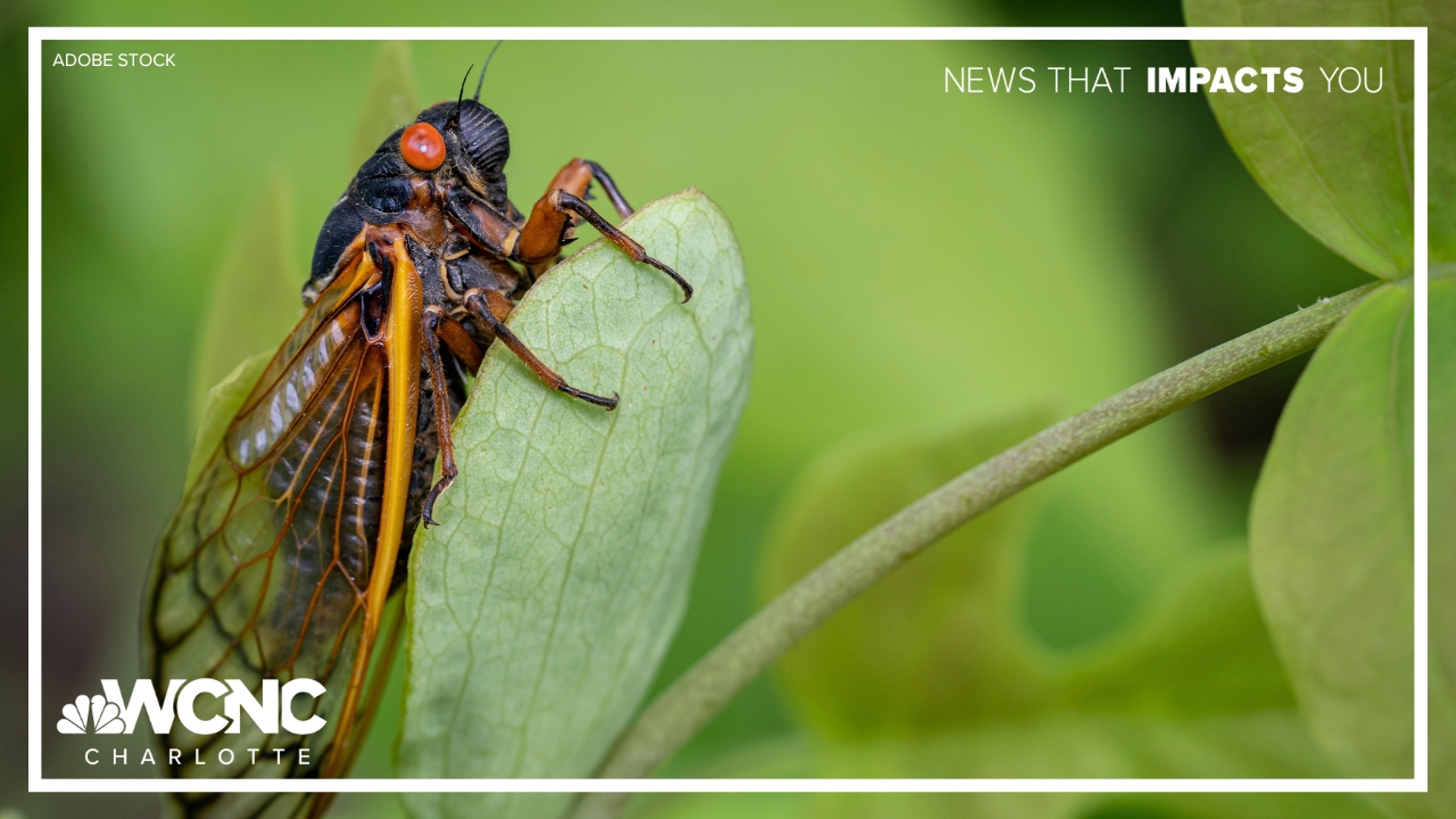 Get ready North Carolina, cicadas are coming back in 2025. The good news is, their return probably won't be as bad as last year. 
