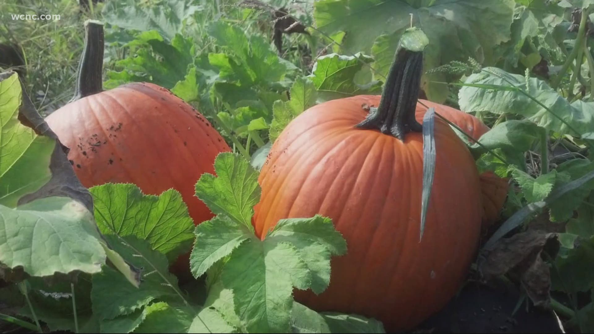 A farm in York is letting people pick their own pumpkins right off the vine.