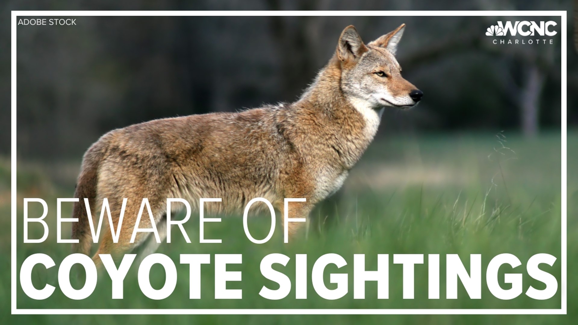 Wildlife experts say coyote sightings are more likely in Charlotte and across the Carolinas this time of year, including residential areas.