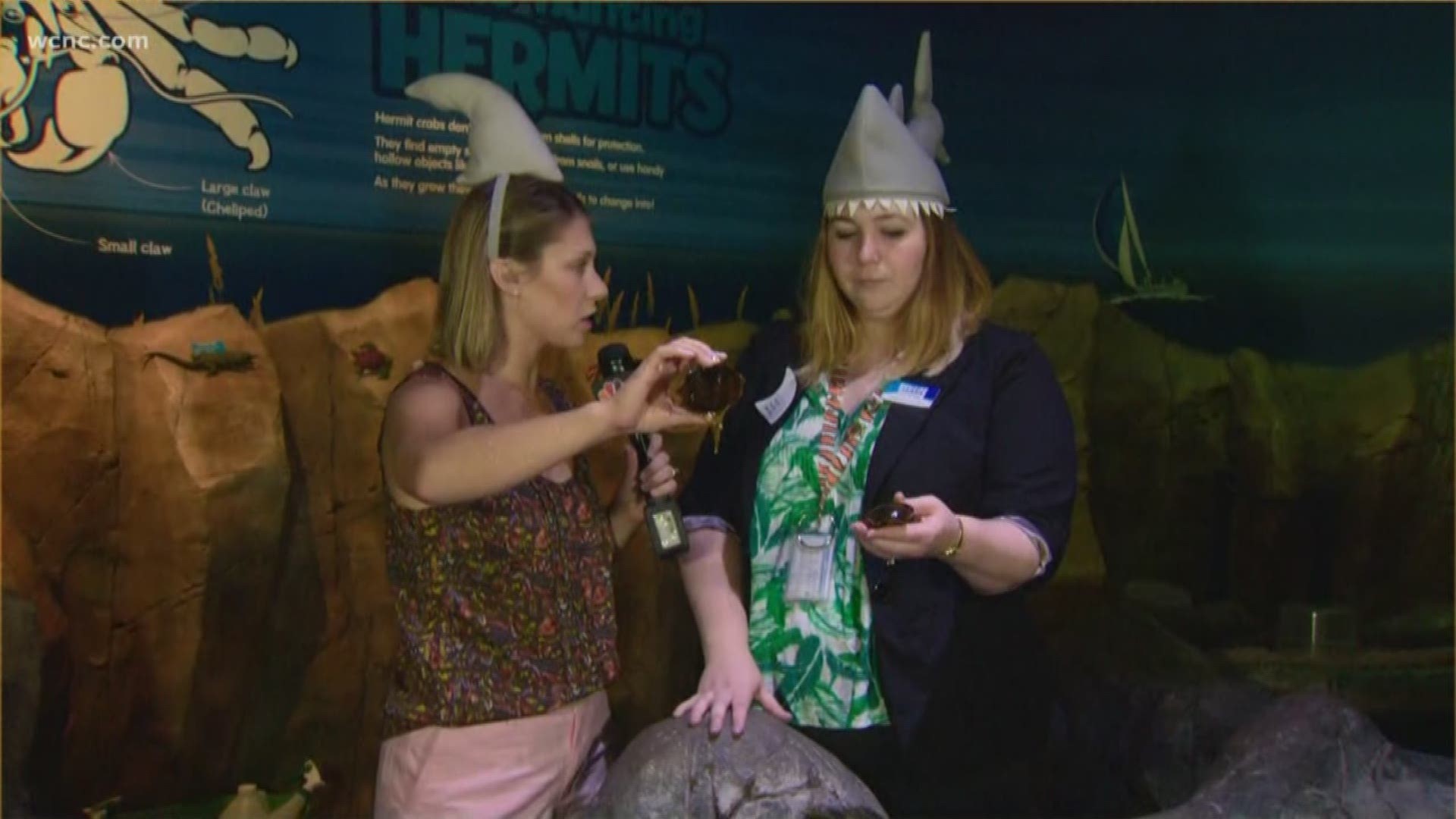 The SEA LIFE aquarium in Concord is celebrating sharks all month long in July. It's part of their "Jawsome July" promotion where you can learn about sharks and how important they are to the ecosystem.