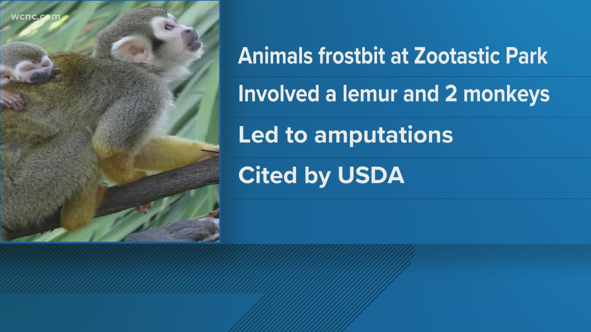 A lemur and two monkeys suffered frostbite, according to officials.