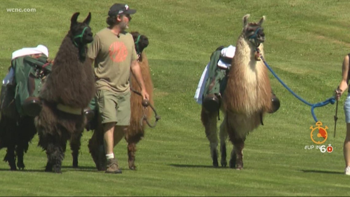 Nc Golf Course Offers Llama Caddies 7295