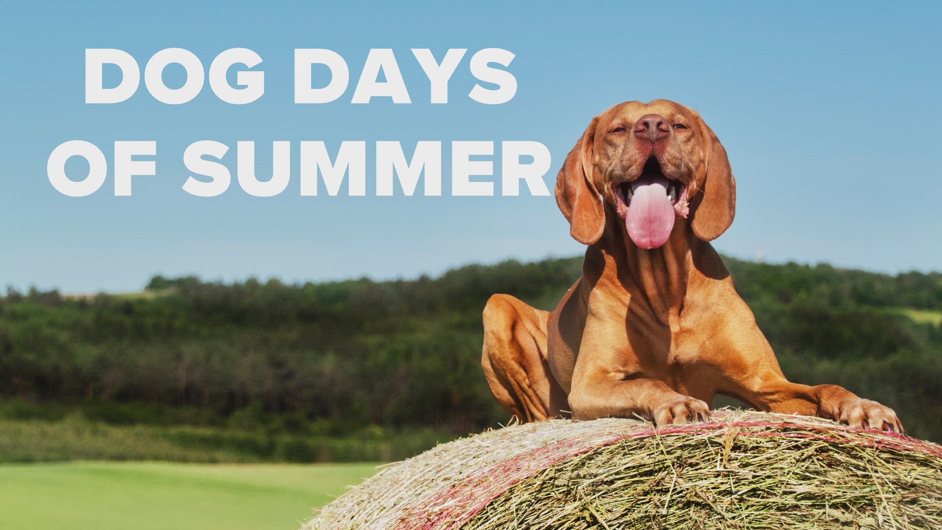 The dog days of summer have nothing to do with panting dogs but instead originates from inaccurate thinking by the Ancient Greeks and Romans.