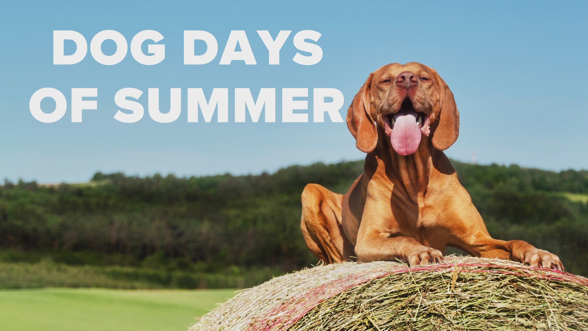 What are the dog days of summer and when are they?