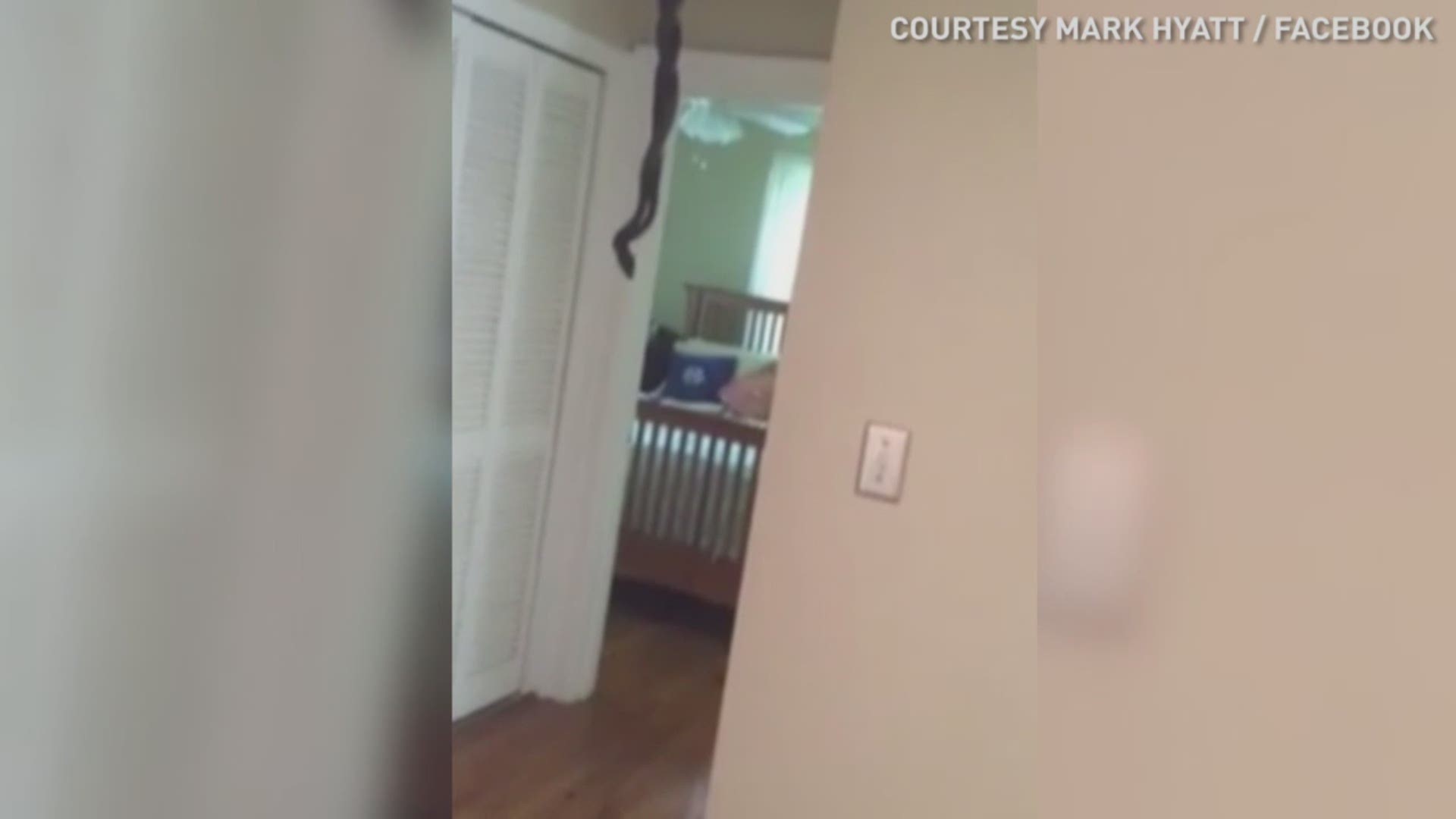 A South Carolina man finds mating snakes dangling from his attic