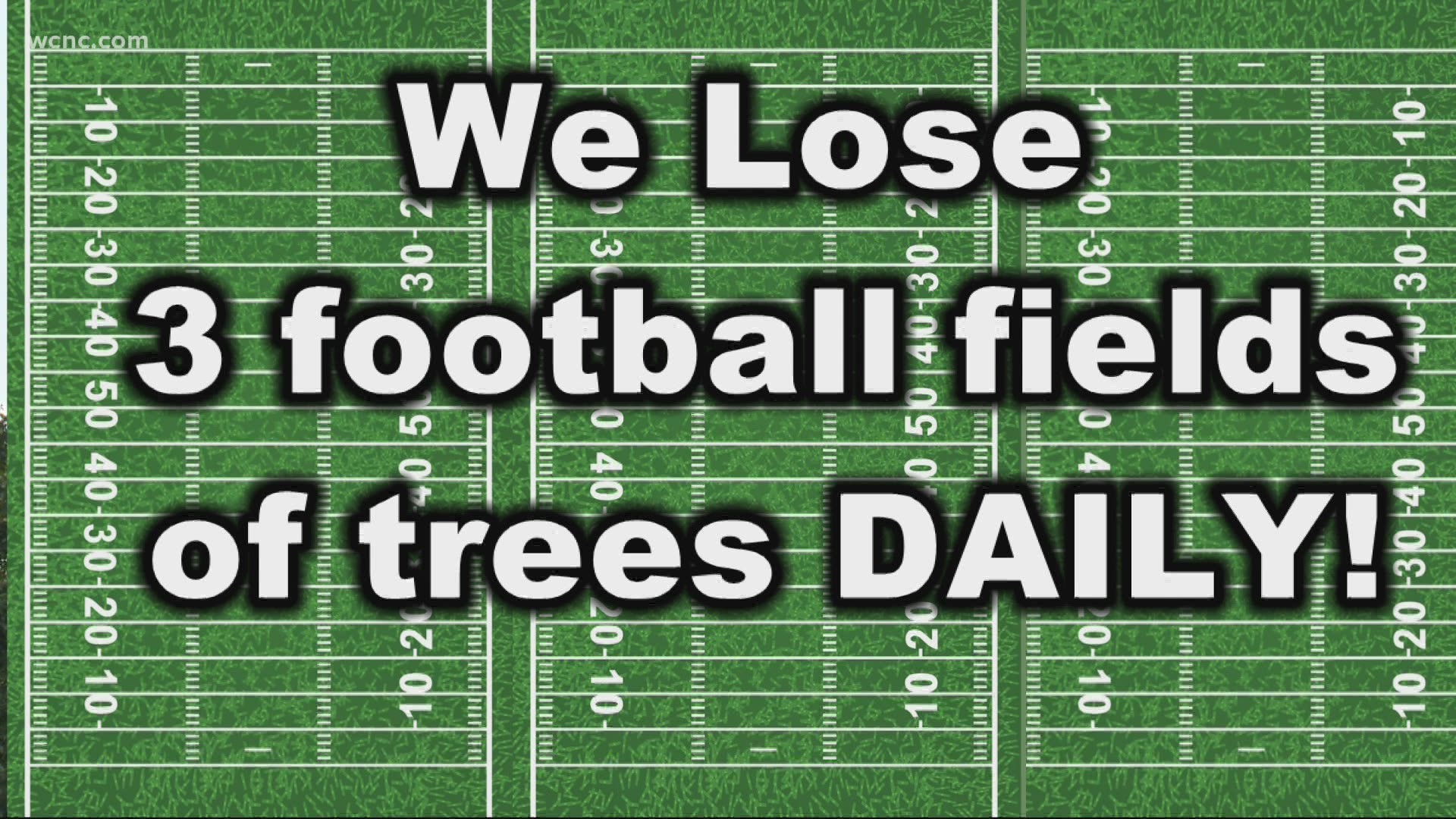 Charlotte is losing the equivalent of 3 football fields of trees a day.