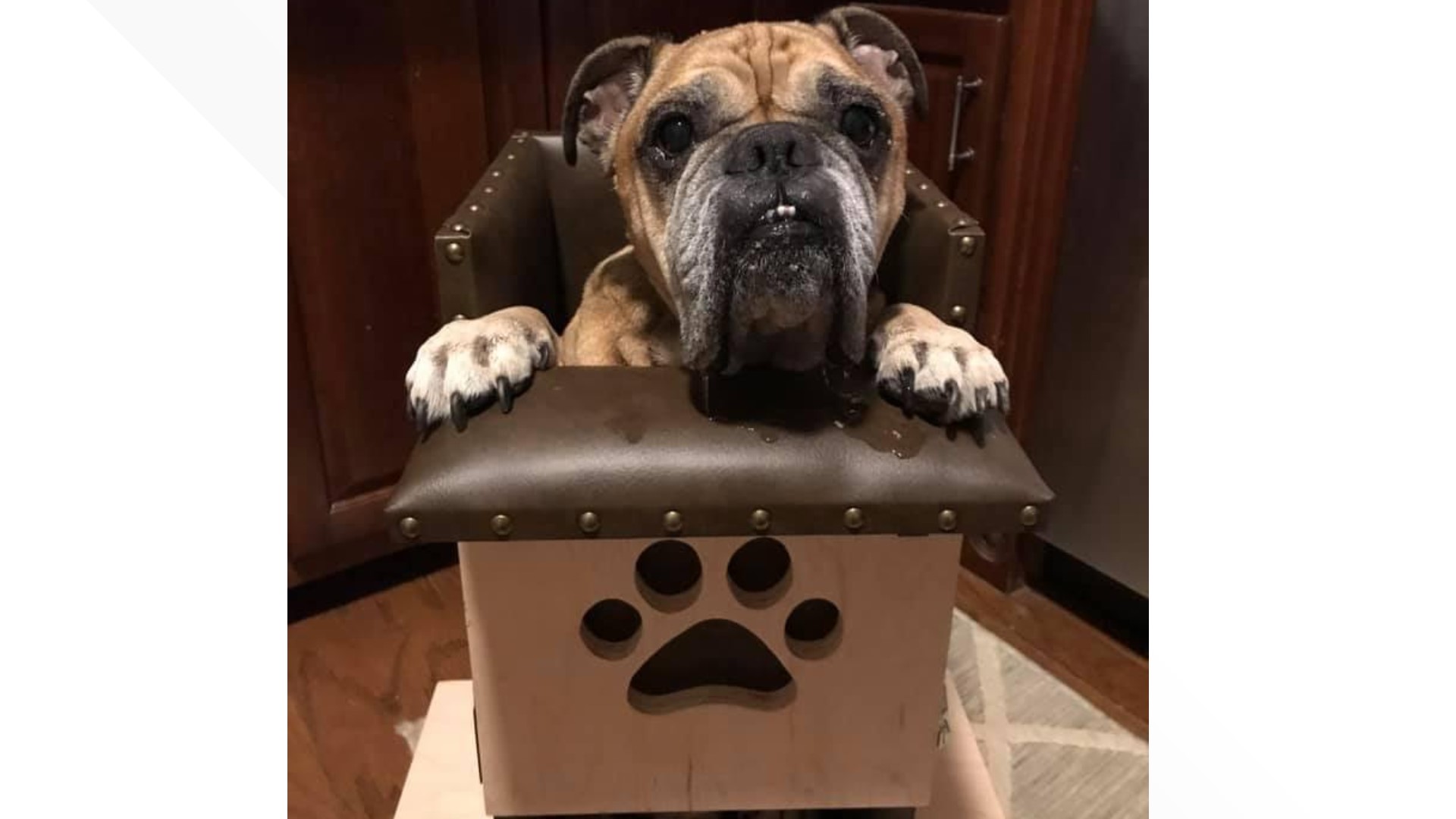 dog needs special chair to eat