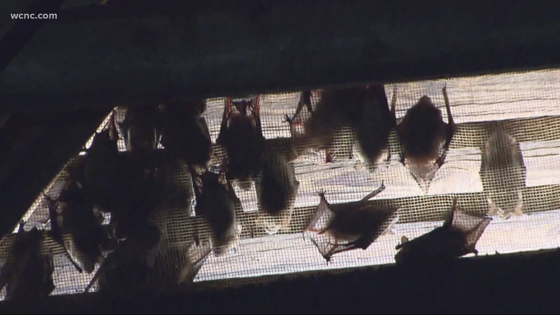 Fred Shropshire gets practical advice from the NC Wildlife Resources Commission on what homeowners should do for bat roosting season.