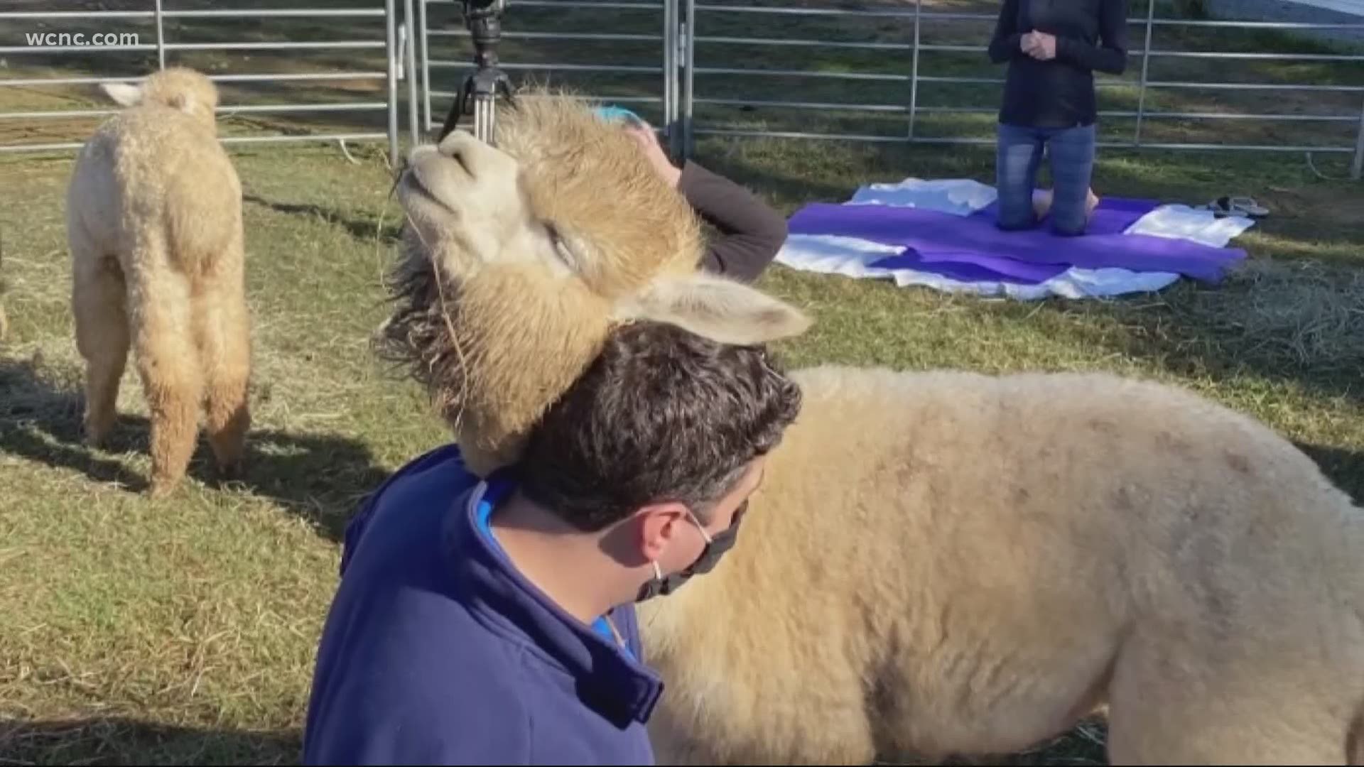 You've heard of cat yoga, and even goat yoga, well how about alpaca yoga?