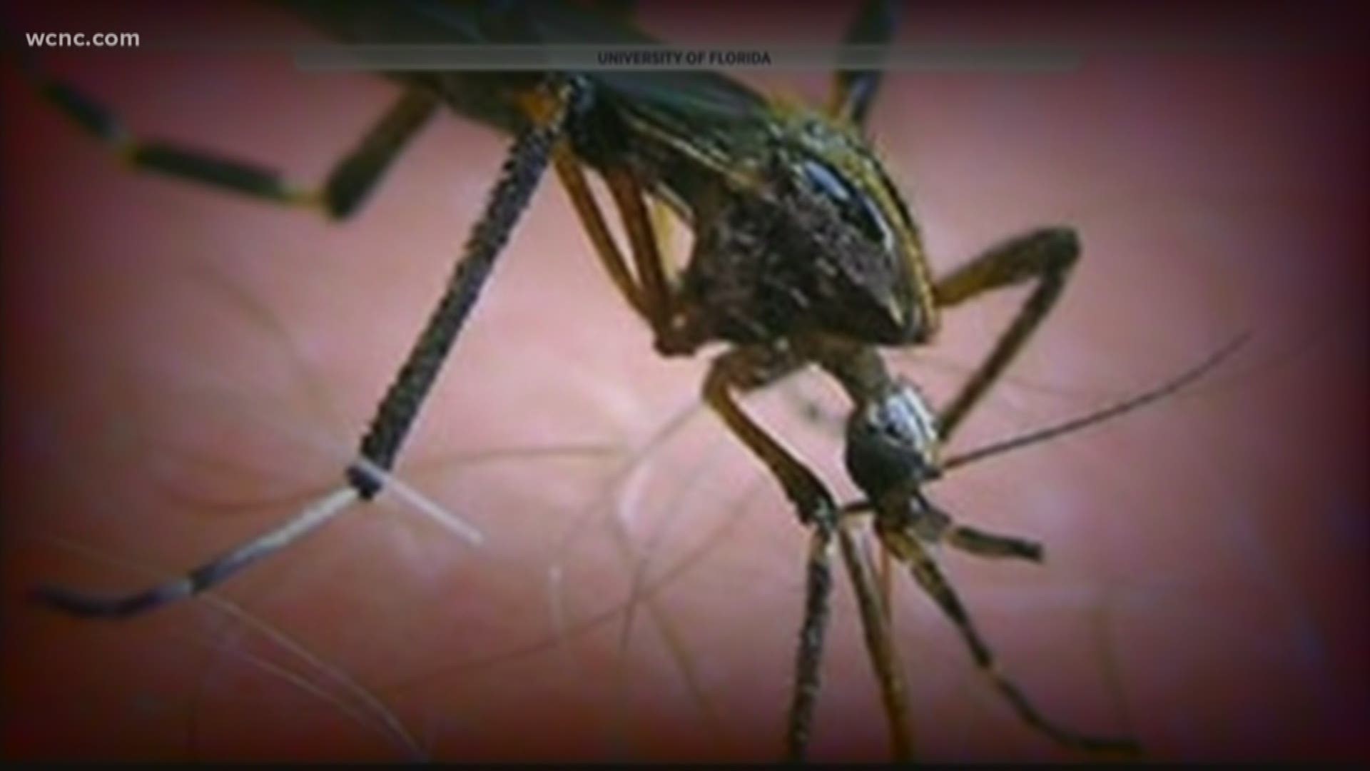 Experts are calling it a "mosquito-pocalypse" in the aftermath of Hurricane Florence.