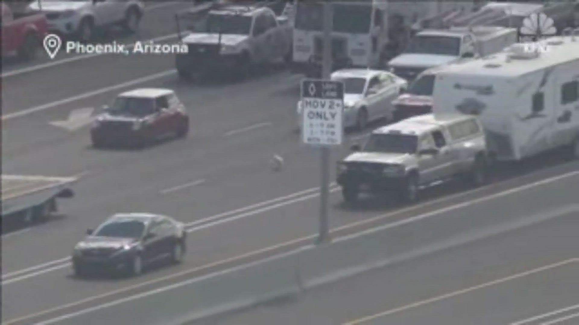 Dogs Trigger Phoenix Traffic Jam, image size:1920x1080