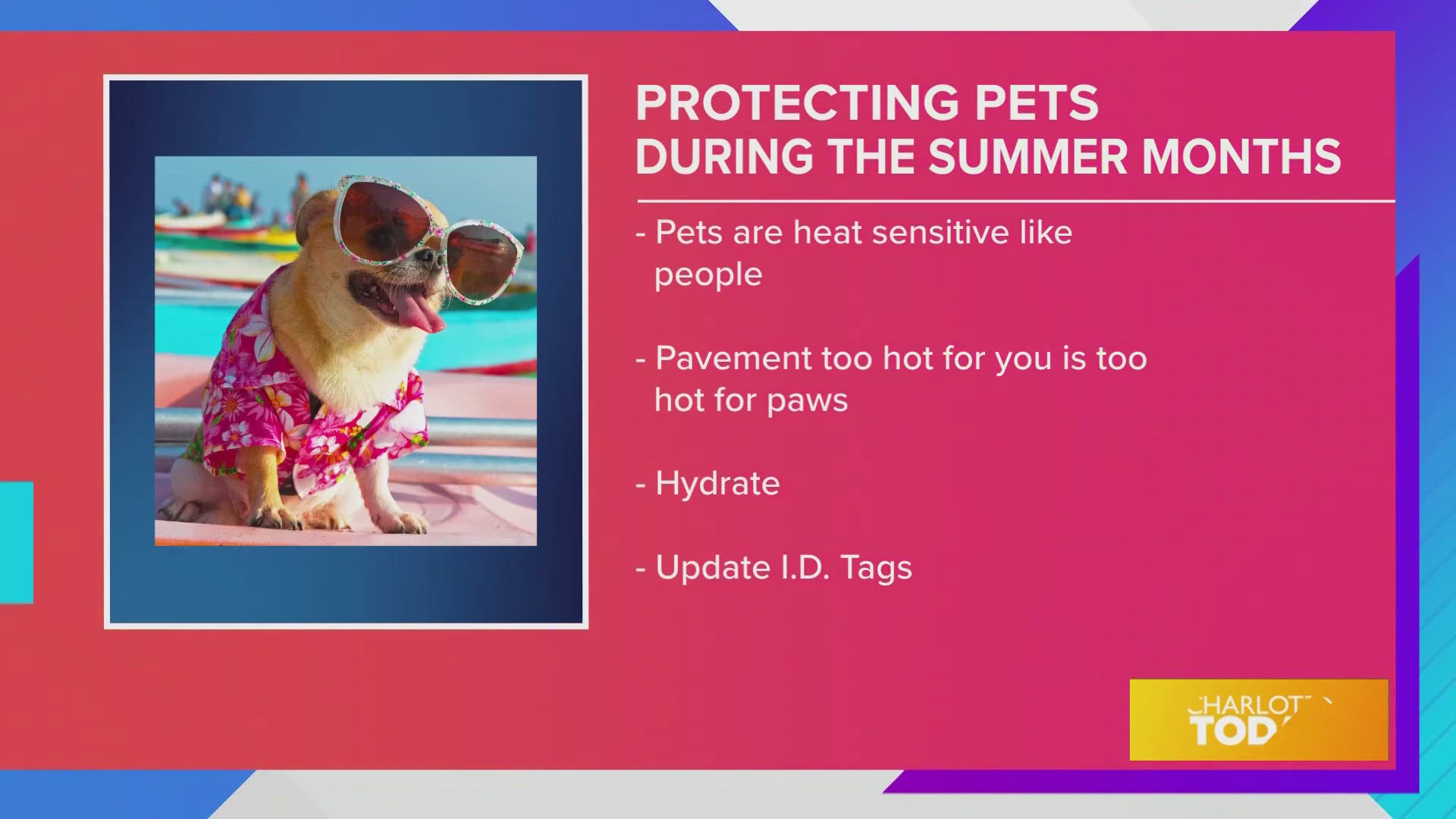Can Dogs Feet Survive Hot Weather: Essential Tips to Protect Them
