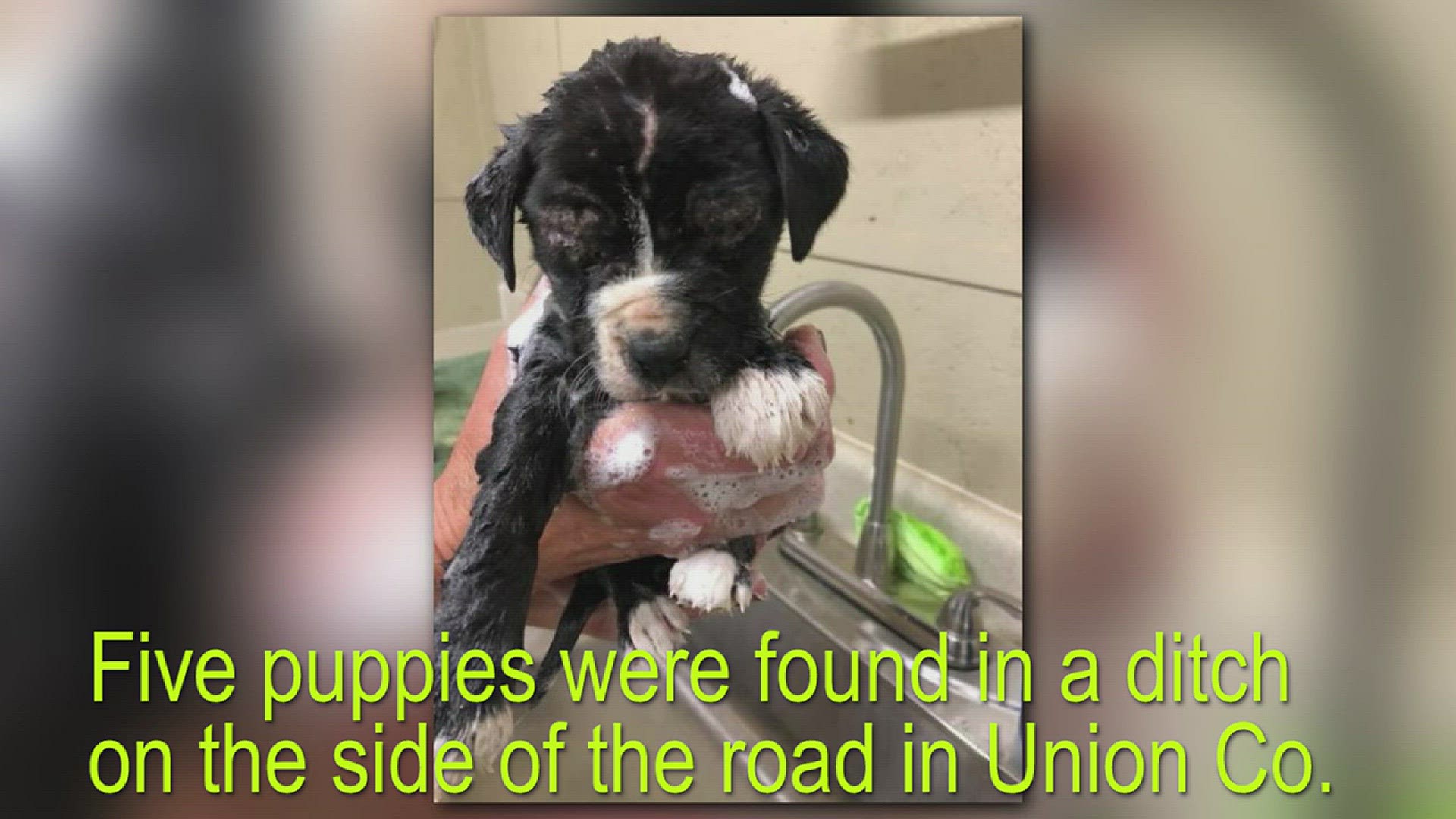 Five puppies found in a ditch in Union Co.