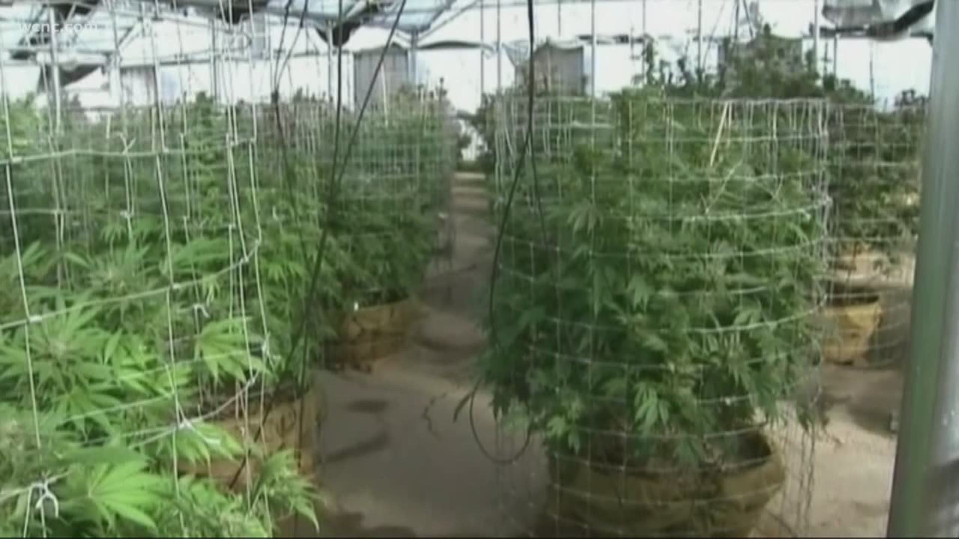 While there's no current legislation to legalize marijuana in North Carolina, the Mecklenburg County ABC Board is prepared to move forward if legislation were passed.