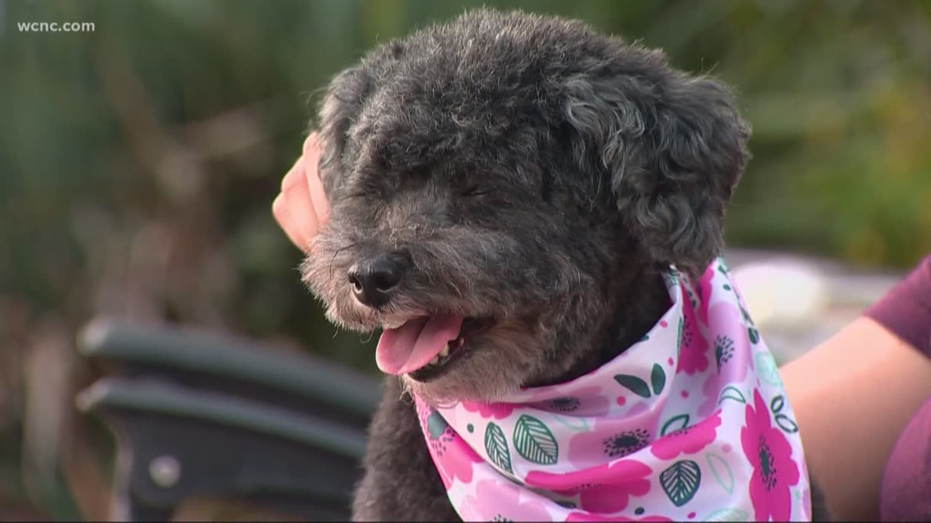 On Saturday, CMPD's Animal Care and Control found the pup wandering aimlessly without an owner.