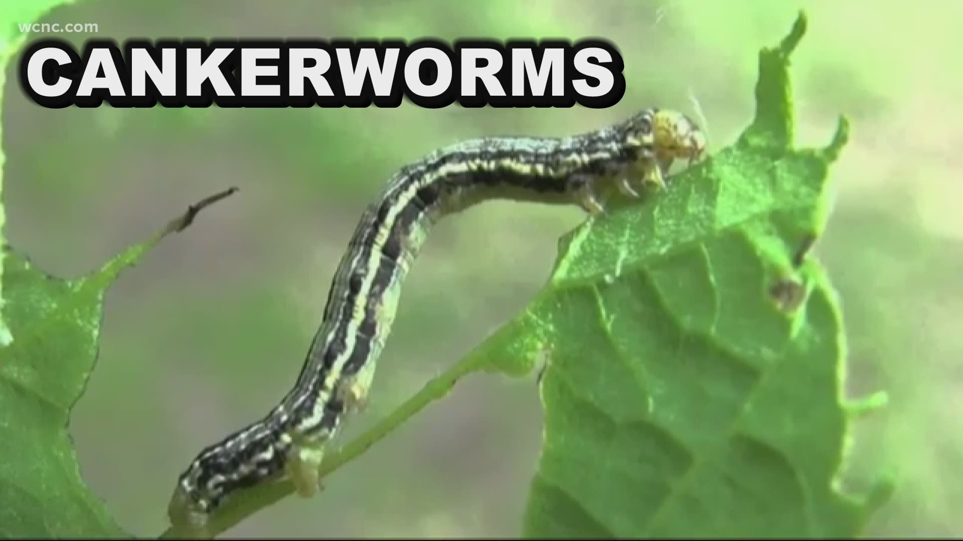 Cankerworms population is low this year in Charlotte so we will not be banding our trees this year.
