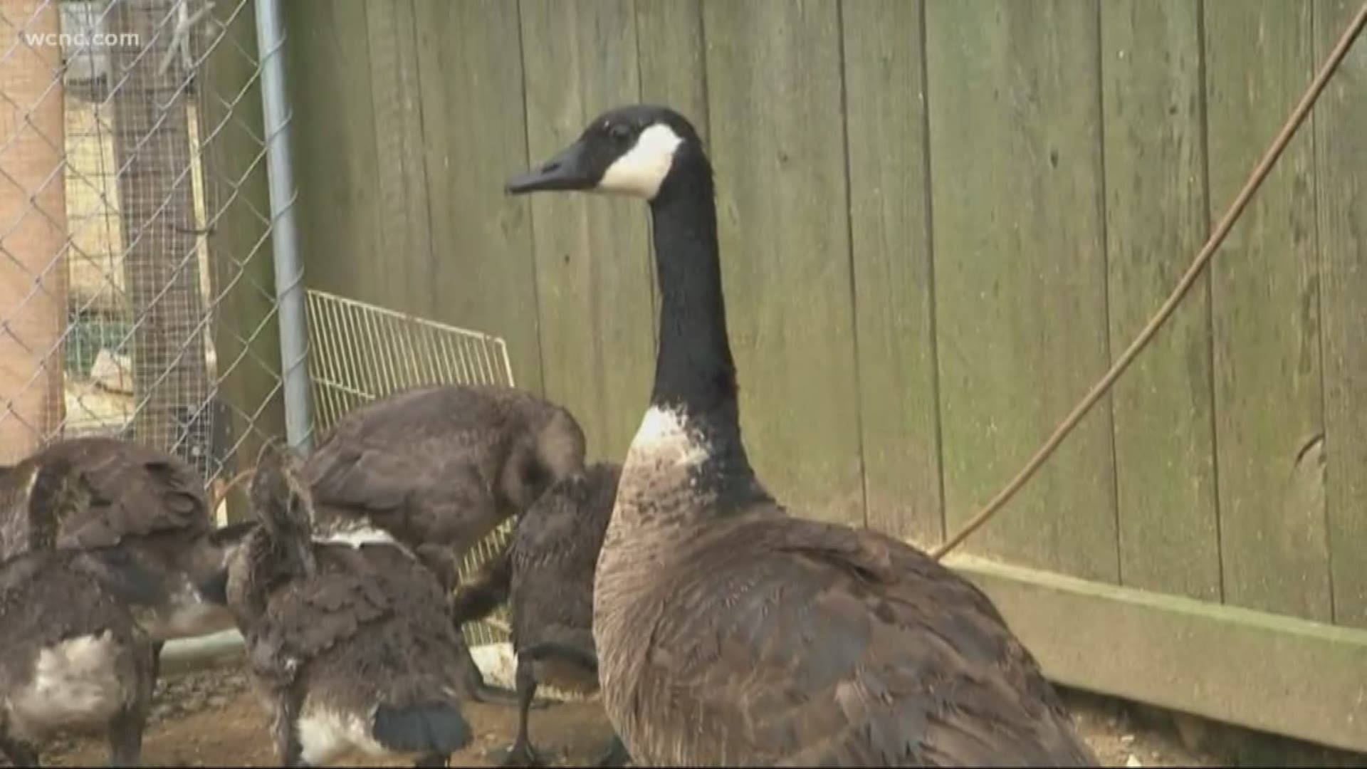 The goose is now safe at the rescue center and is being treated for emaciation and dehydration.