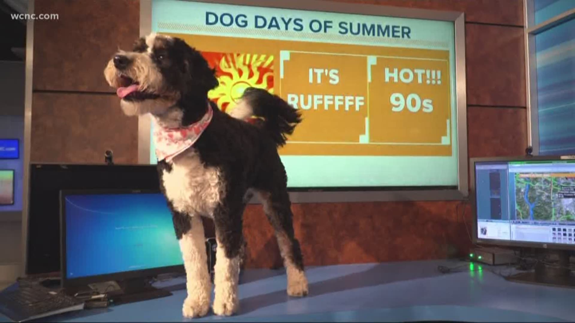 In case you missed it, some of the NBC Charlotte morning team's dogs took over the studio for Take Your Dog To Work Day!
