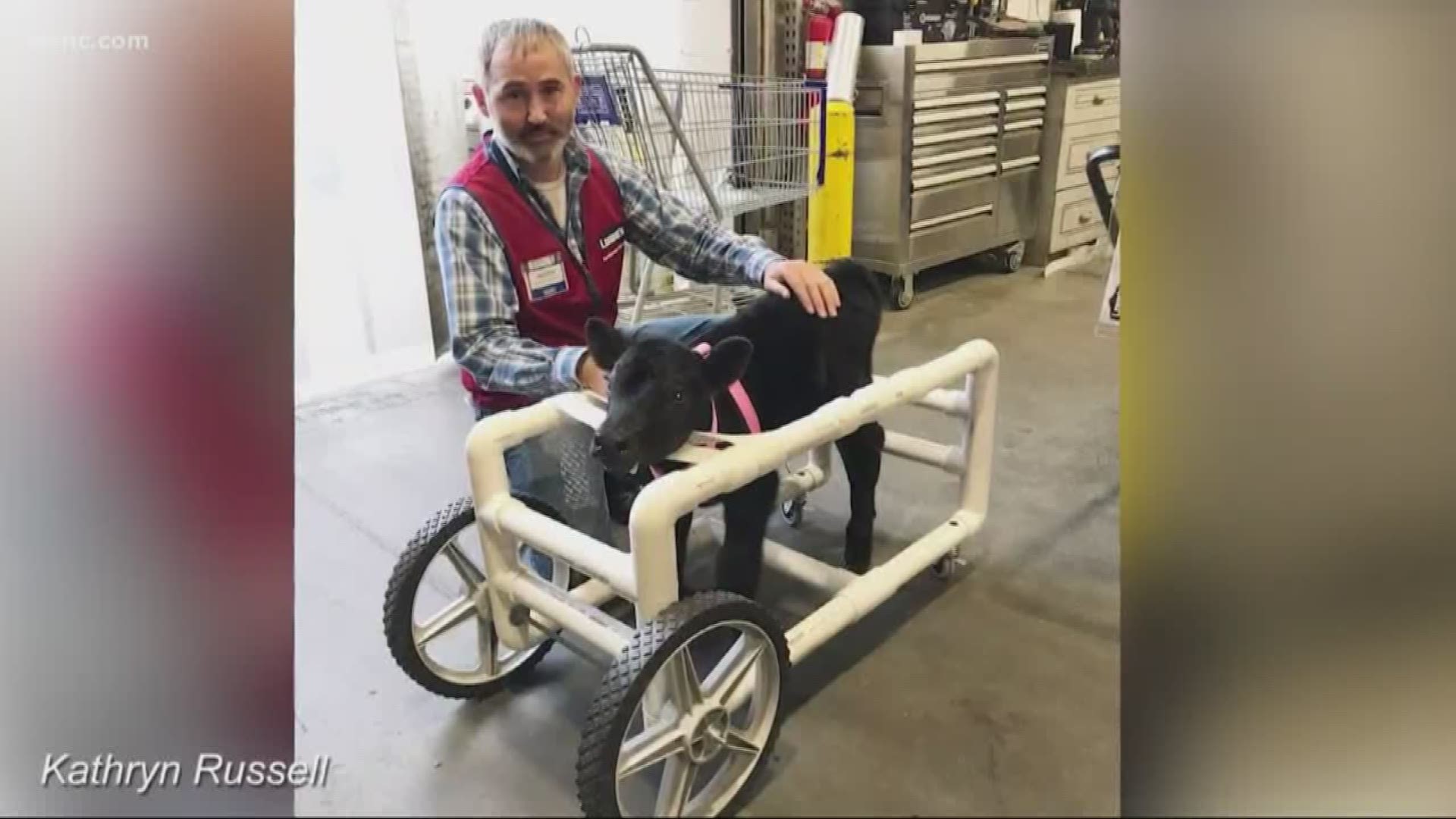 Lowe's employee in Monroe builds custom wheelchair for injured calf