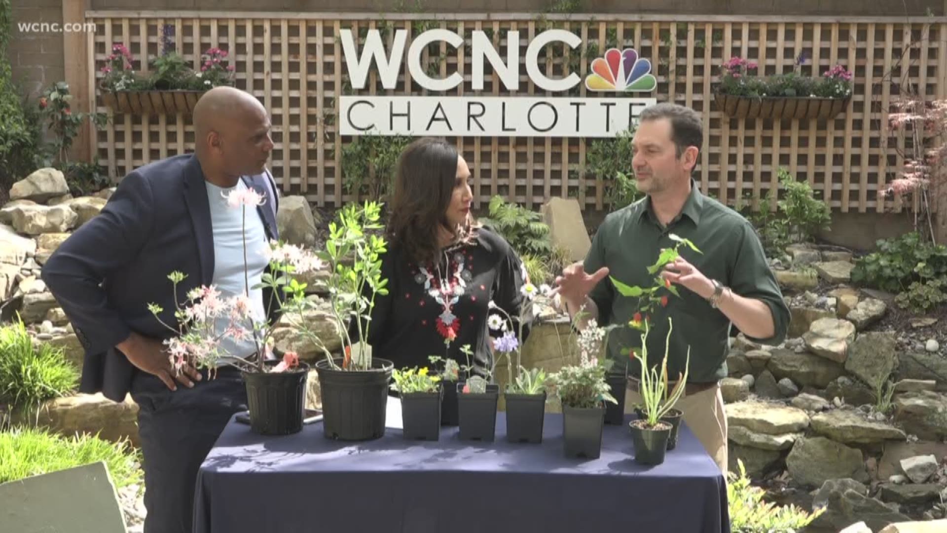 Jeff Gillman from UNCC Botanical Gardens shows us native plants to our area and why you should have them in your garden.