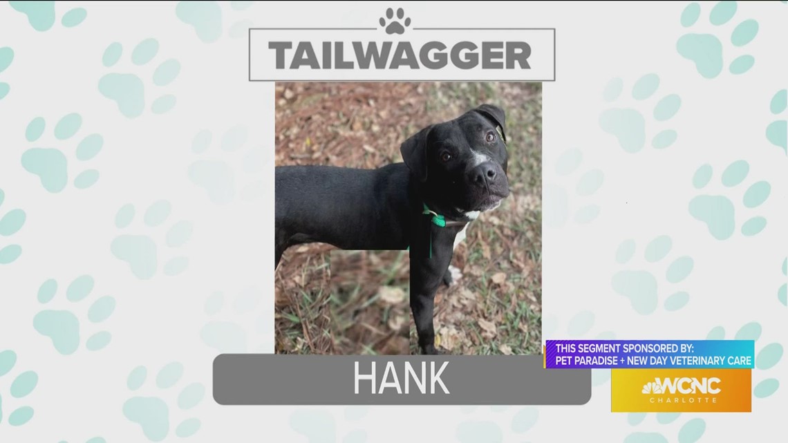 Today’s Tailwagger is Hank, sponsored by Pet Paradise & New Day Veterinary Care