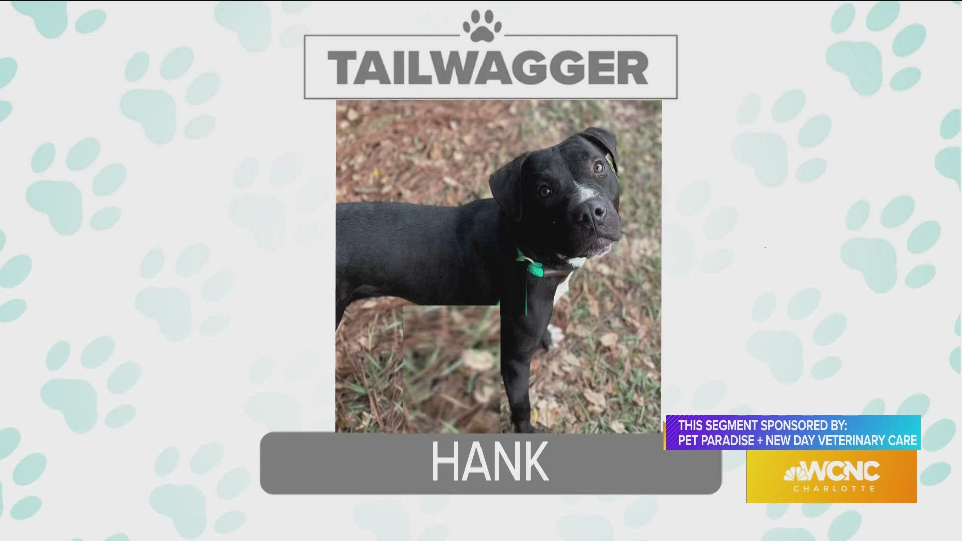 Hank, The Dog