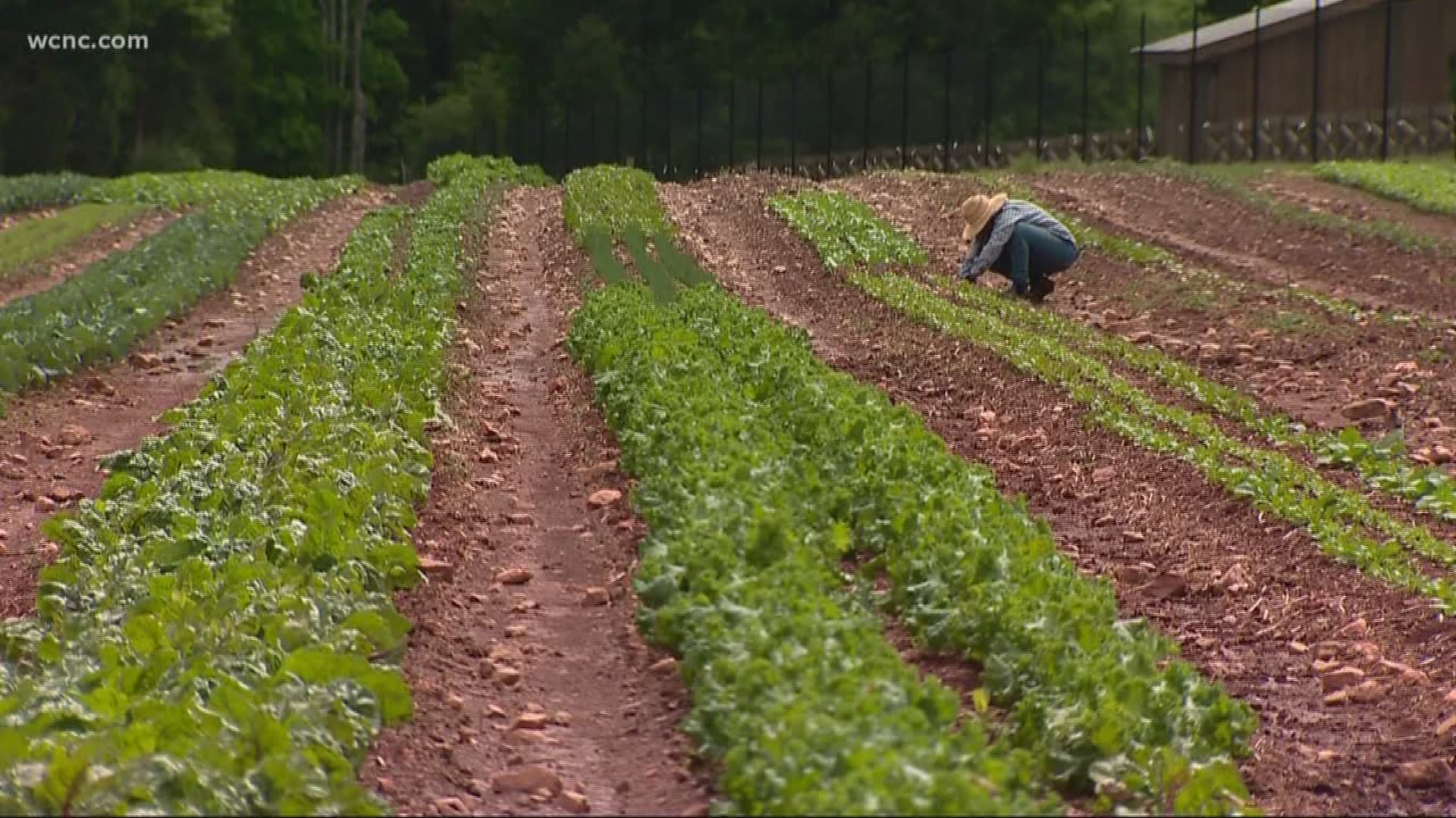 Former Belk CEO turns to farming